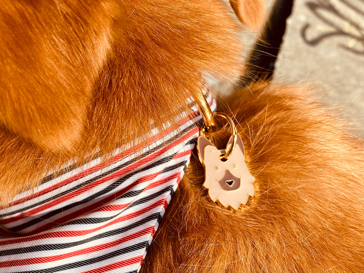 bandit-m-daille-berger-m-daille-chien-berger-allemand-malinois image 4
