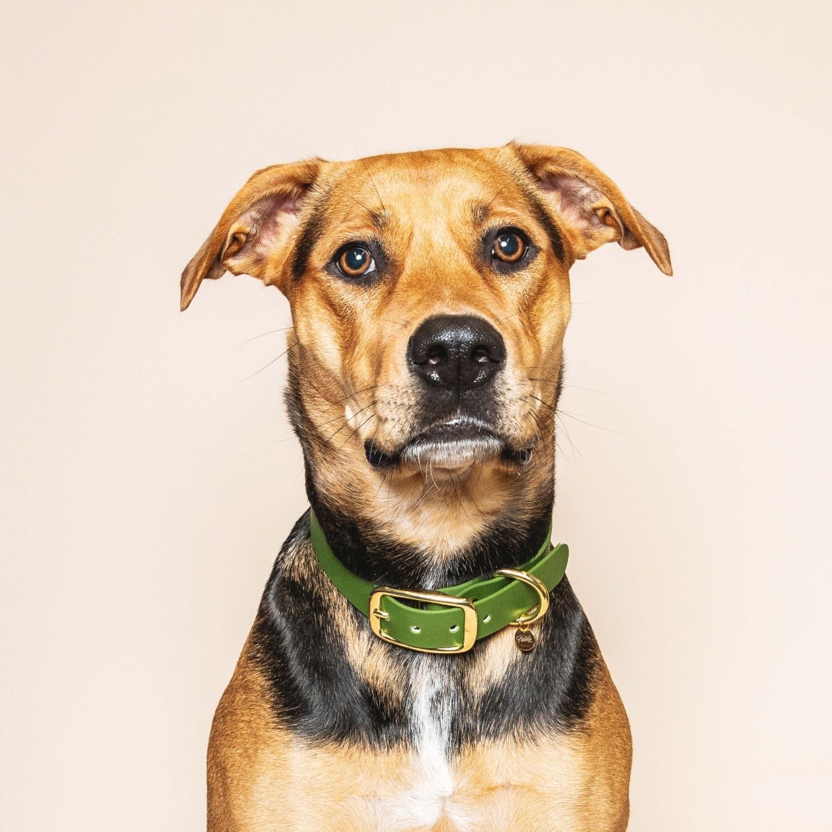 fid-le-paris-colliers-l-aventurier-collier-chien-vert-olive-laiton image 2