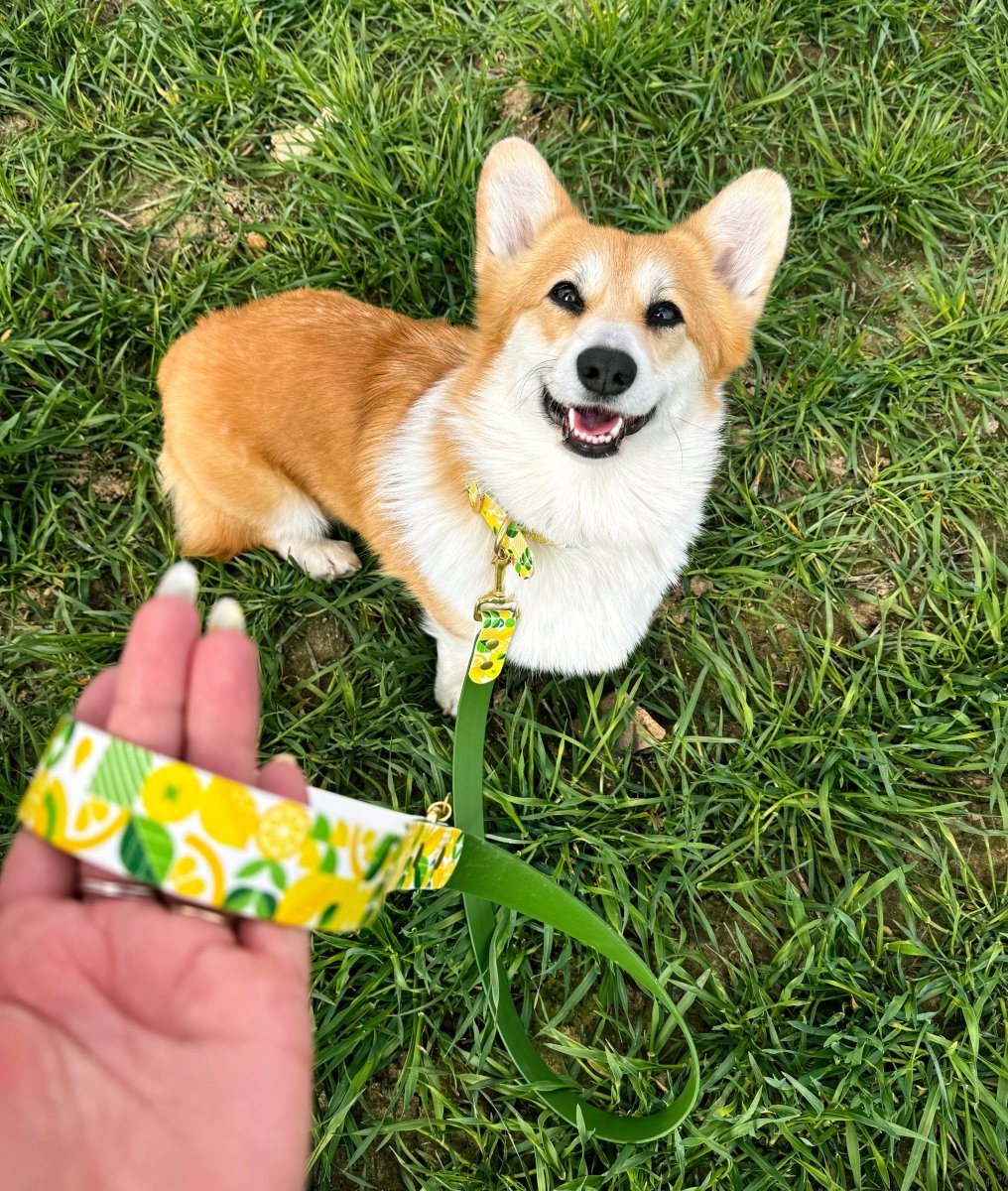 fid-le-paris-lemon-laisse-chien-olive-dition-limit-e image 2