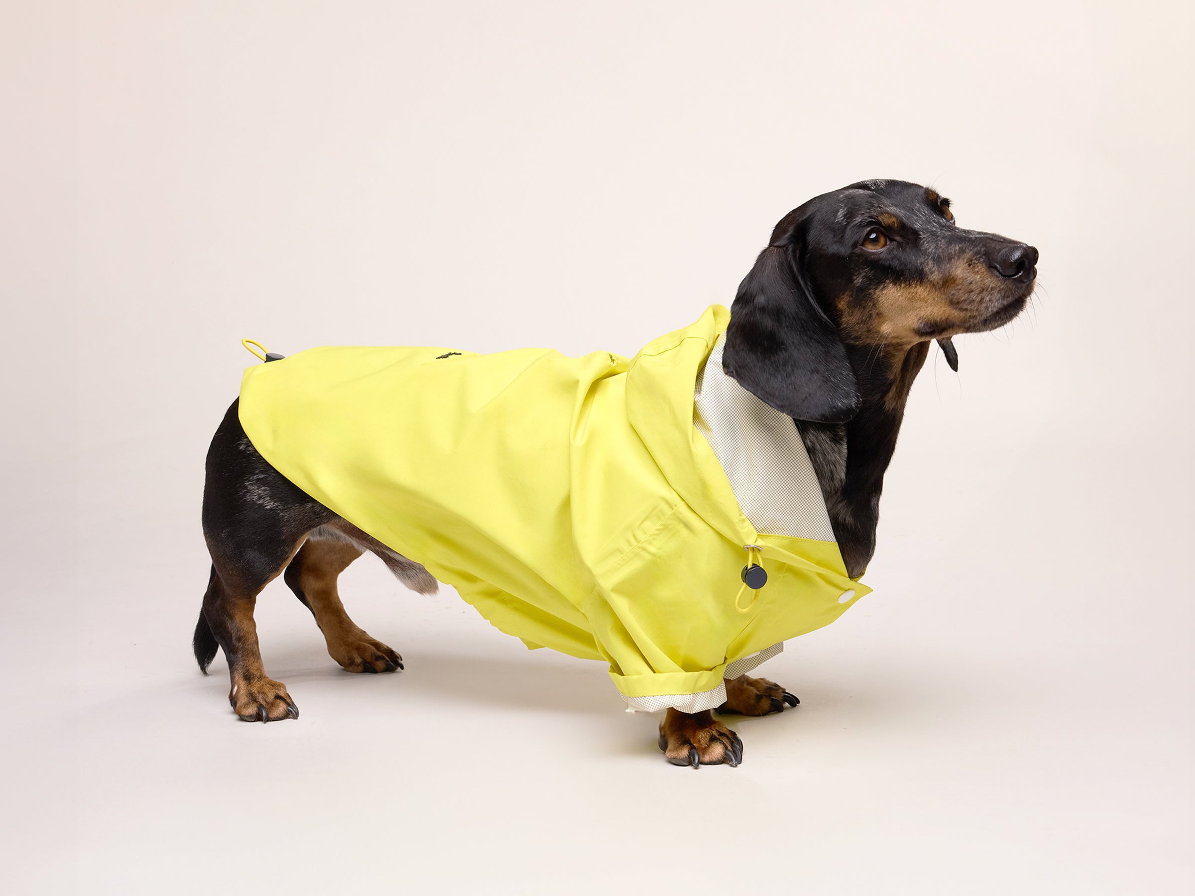 bandit-banana-split-imperm-able-chien-jaune-taille-m image 4