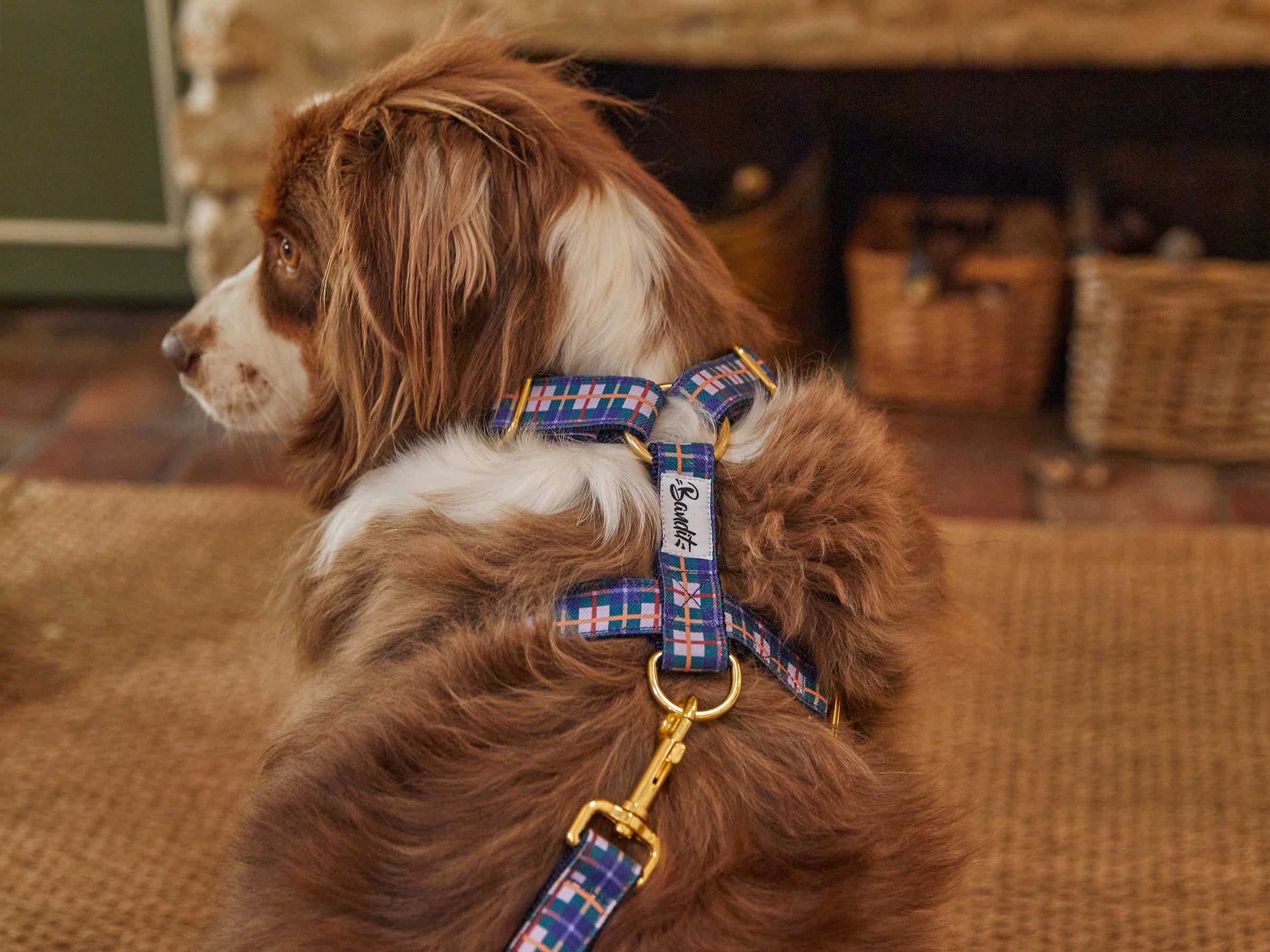 bandit-harnais-chien-grand-froid-tartan-lilas-chien-moyen image 2