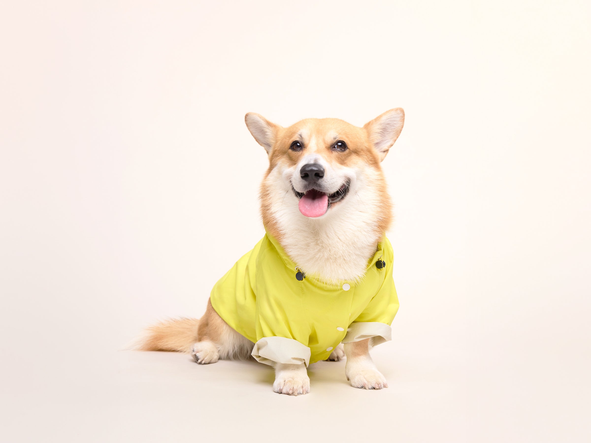 bandit-banana-split-imperm-able-chien-jaune-taille-m image 6