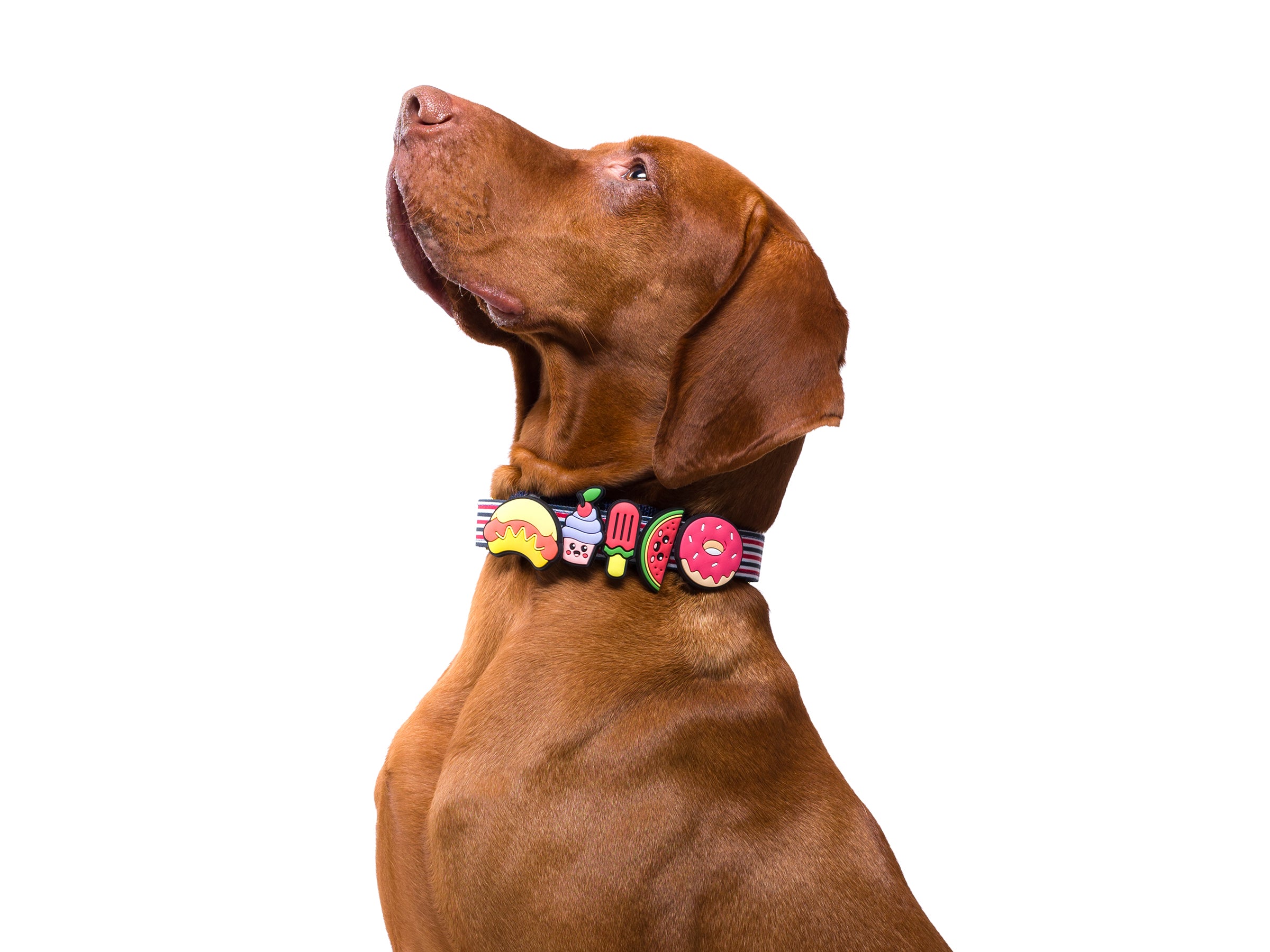bandit-les-kits-collier-chien-5-charms-french-banban-moyen image 6