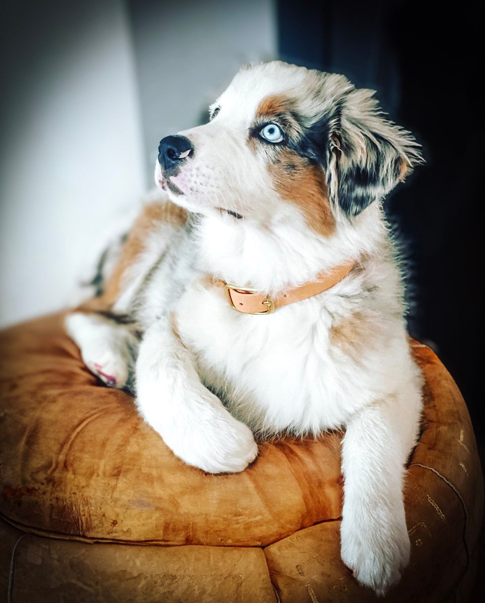 fid-le-paris-l-aventurier-collier-chien-abricot-imperm-able image 4