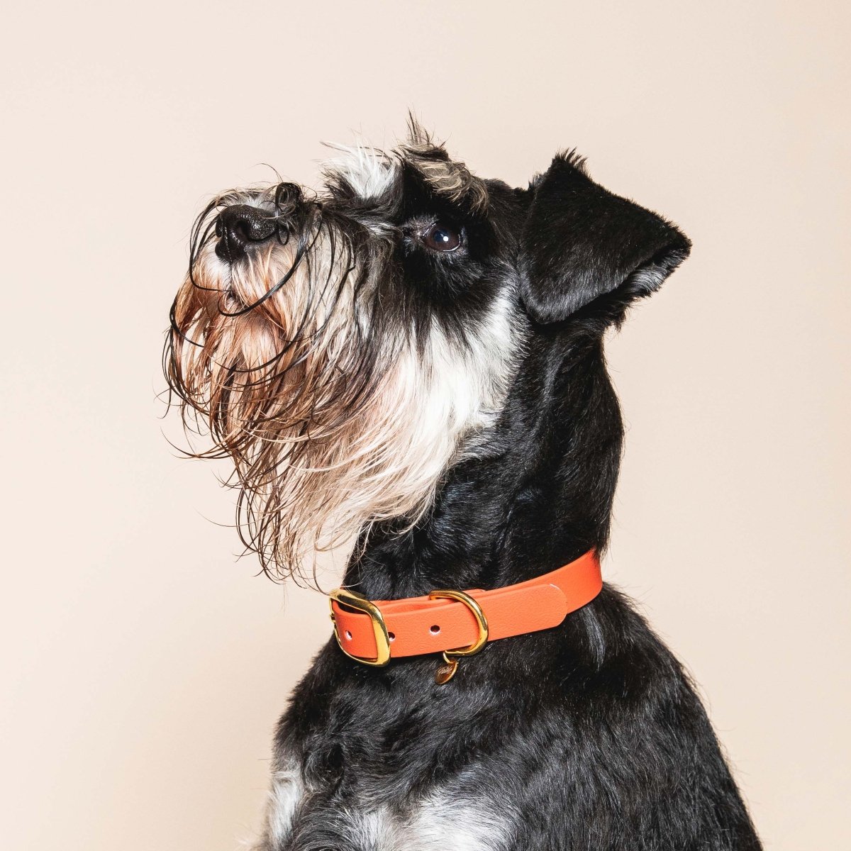 fid-le-paris-colliers-collier-chien-terracotta-laiton image 2