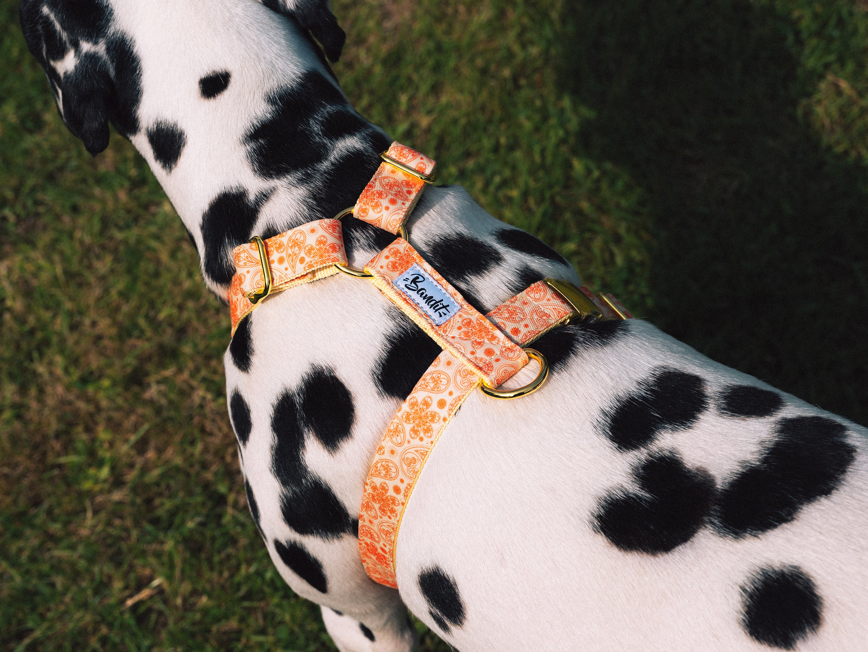 bandit-harnais-chien-paisley-jaune-golden-vibe-moyen image 4