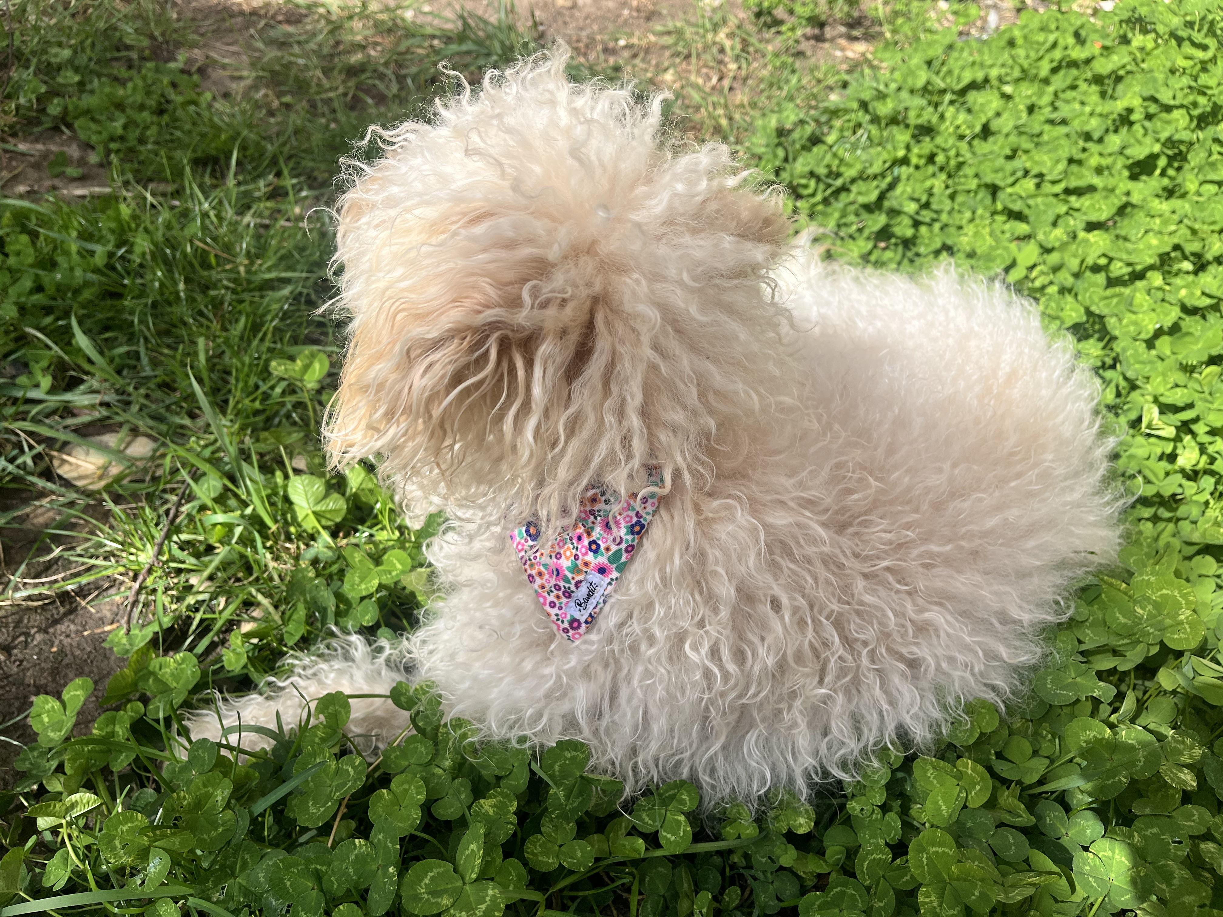 Rose pâle