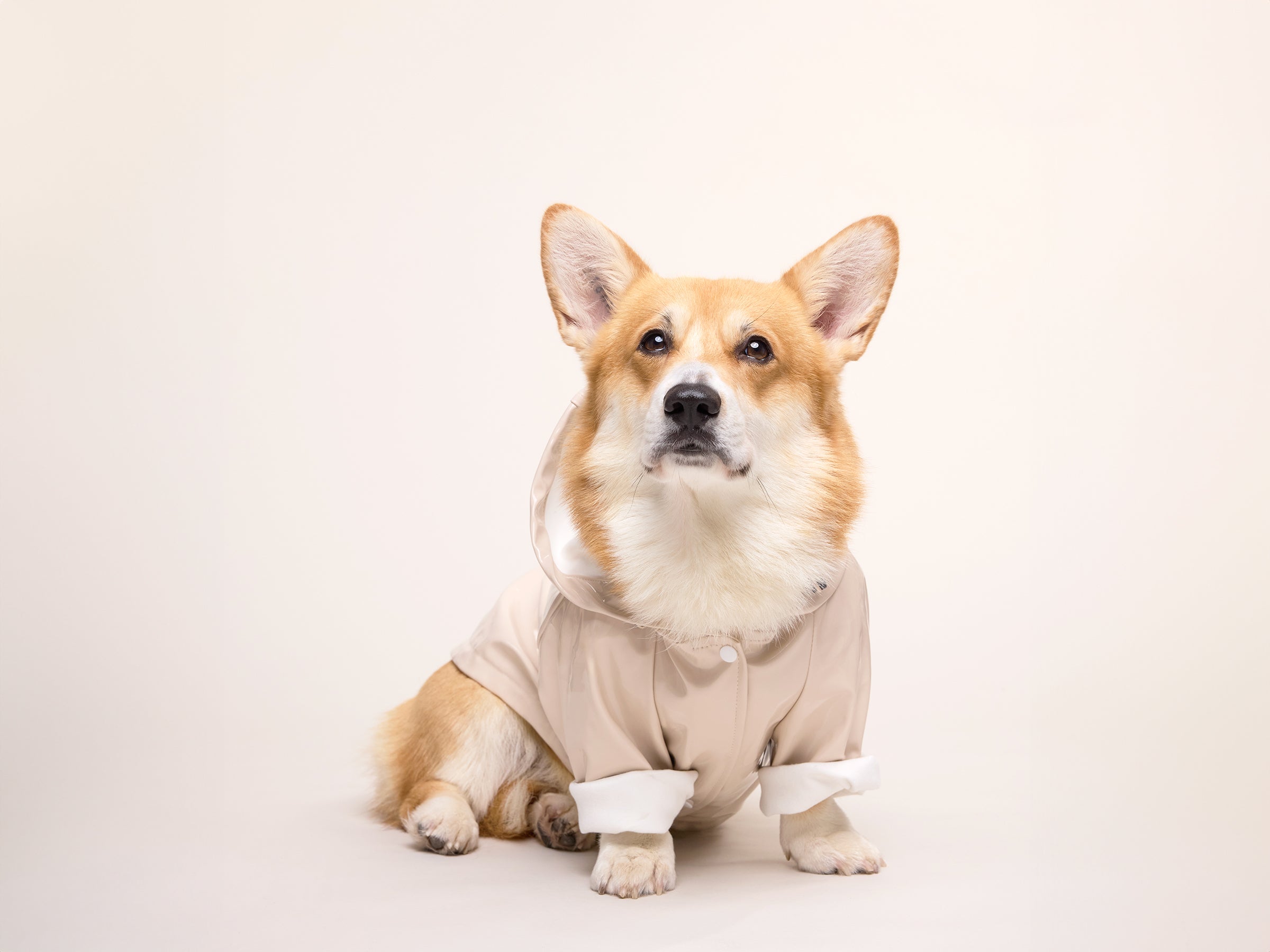 bandit-imperm-able-chien-latte-cr-me-capuche-taille-m image 6