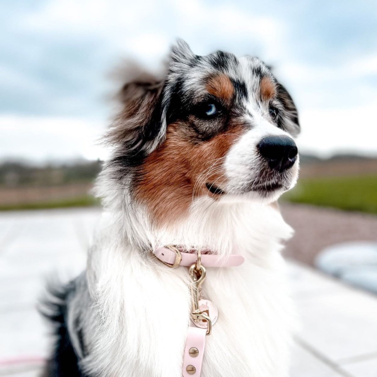 fid-le-paris-l-aventurier-collier-chien-baby-rose image 4