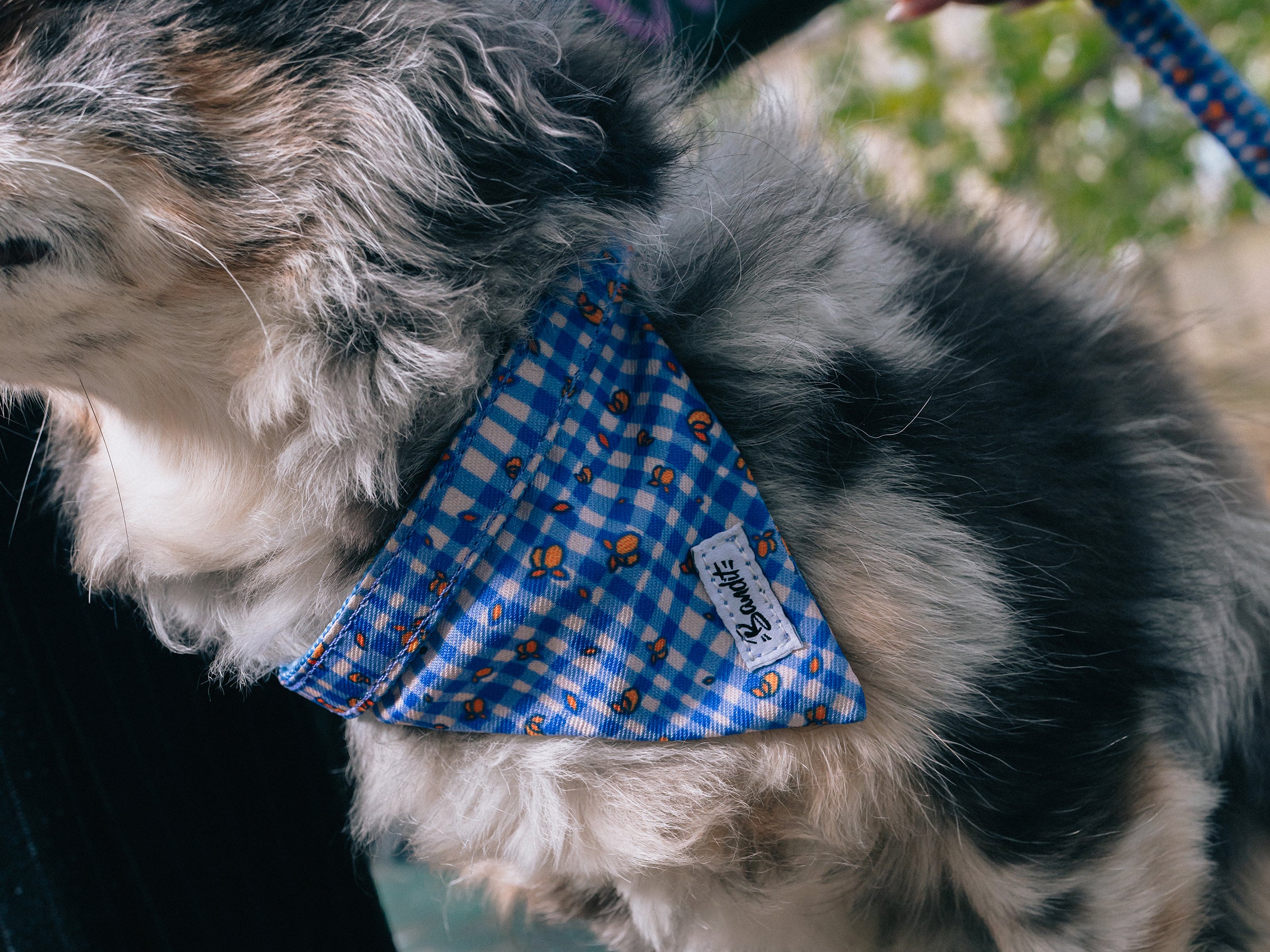 bandit-vichy-lemonade-bandana-chien-bleu-citrons image 5