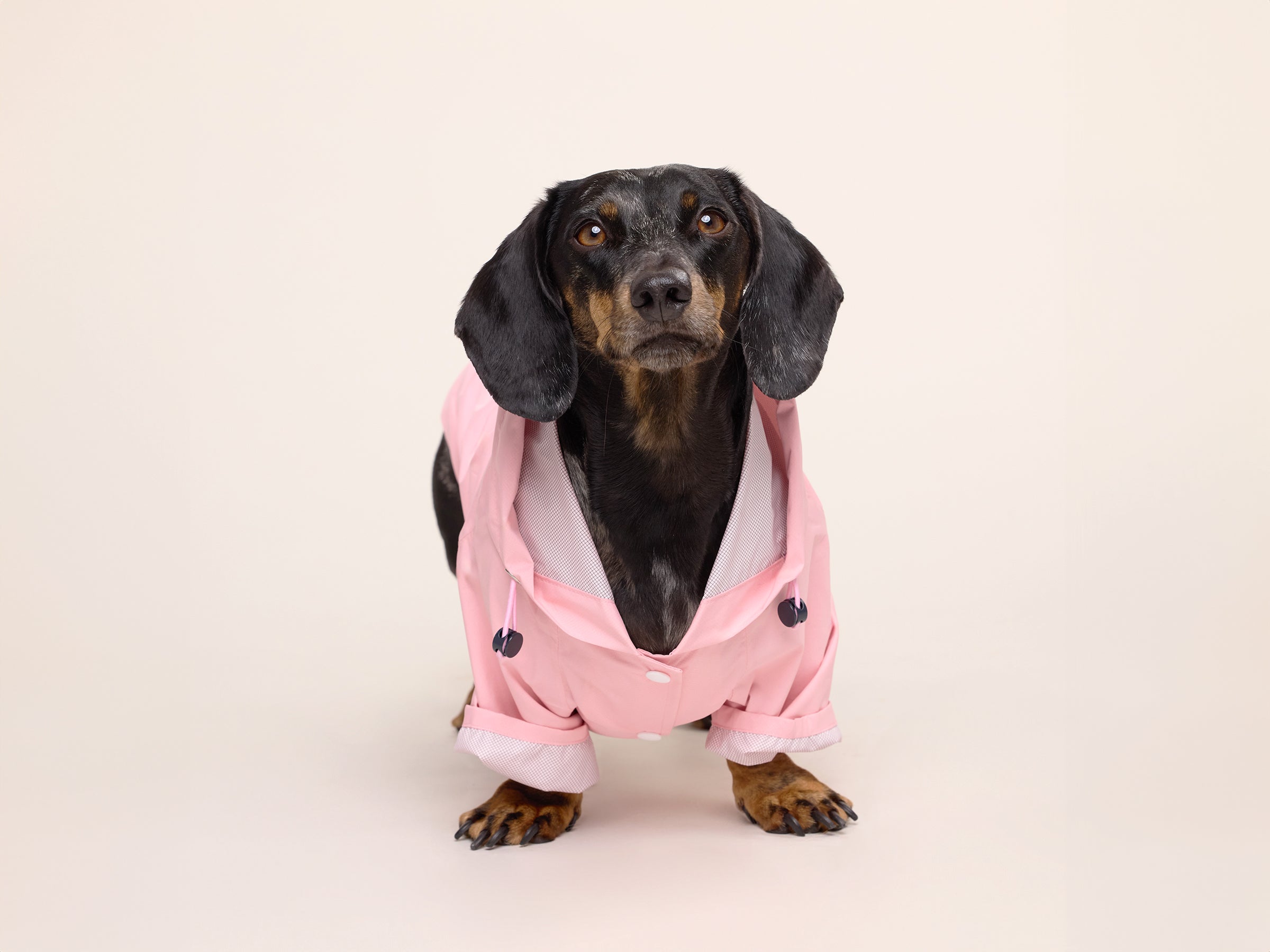 bandit-bubblegum-imperm-able-chien-rose-capuche-harnais image 2