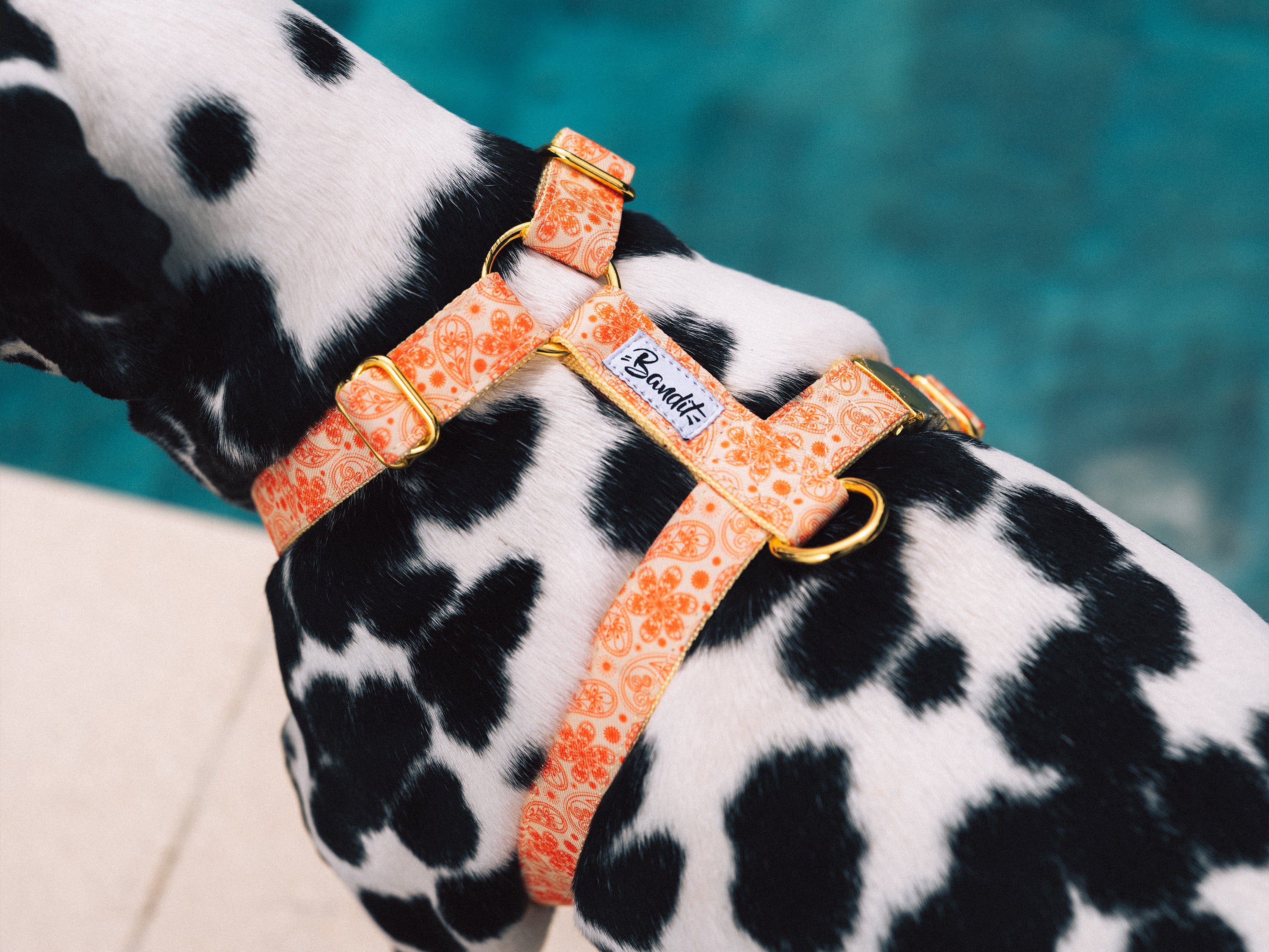 bandit-harnais-chien-paisley-jaune-golden-vibe-moyen image 2
