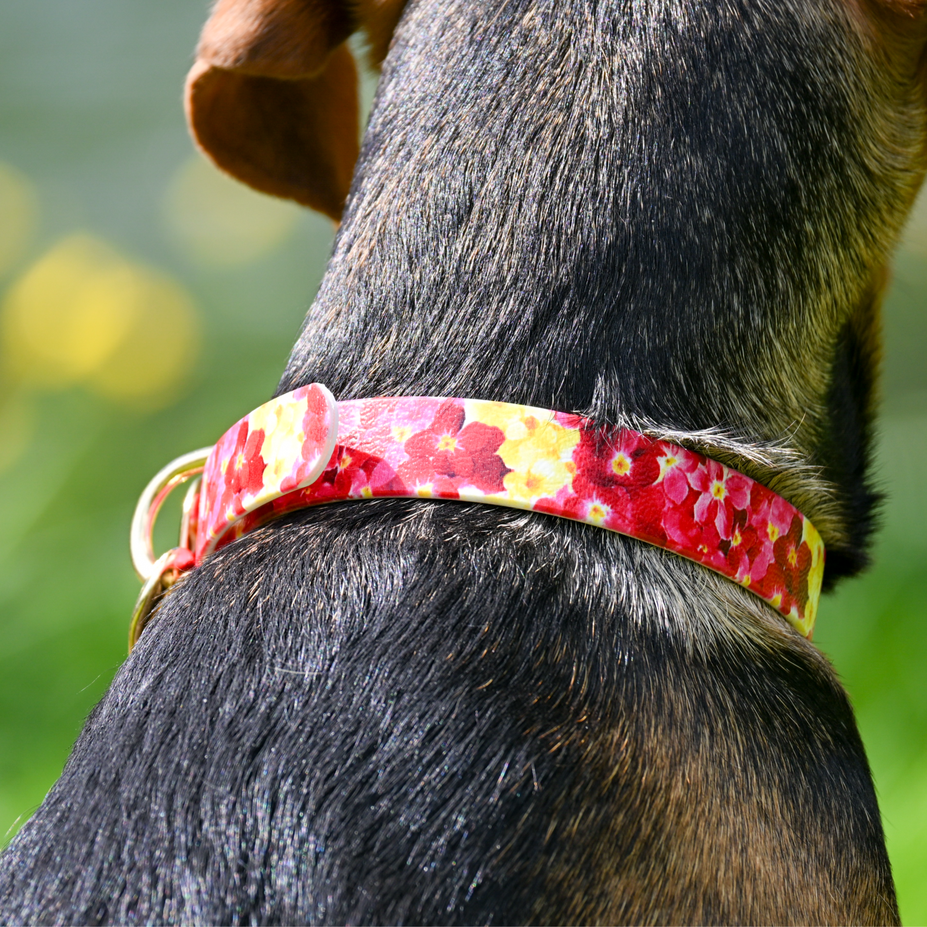fid-le-paris-the-bloom-collier-chien-bordeaux-floral-tpu image 2