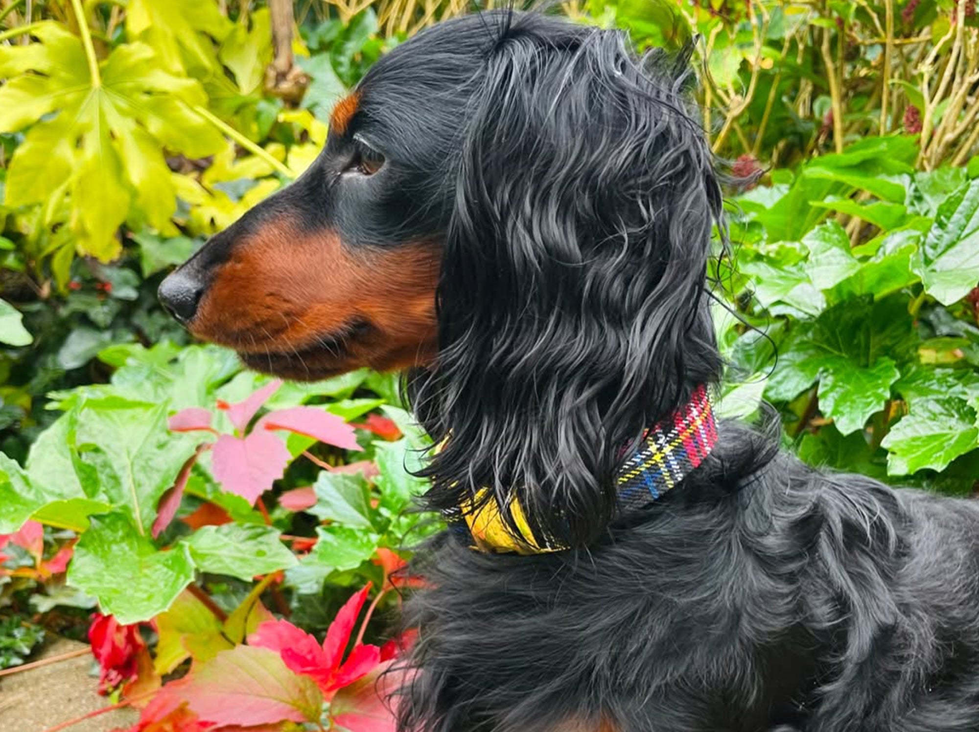 bandit-oh-my-lord-collier-chien-tartan-laiton image 2