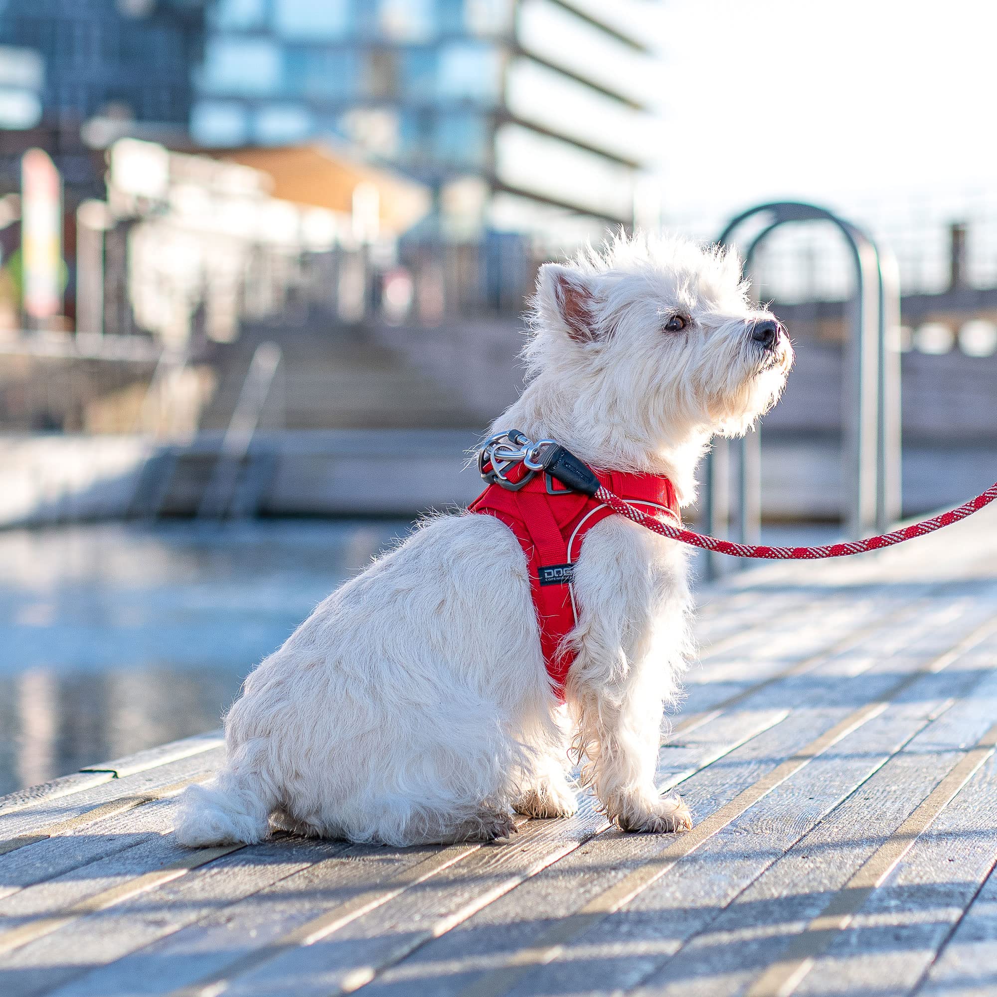 dog-copenhagen-comfort-walk-go-harnais-mocca-xxs-chiot image 7