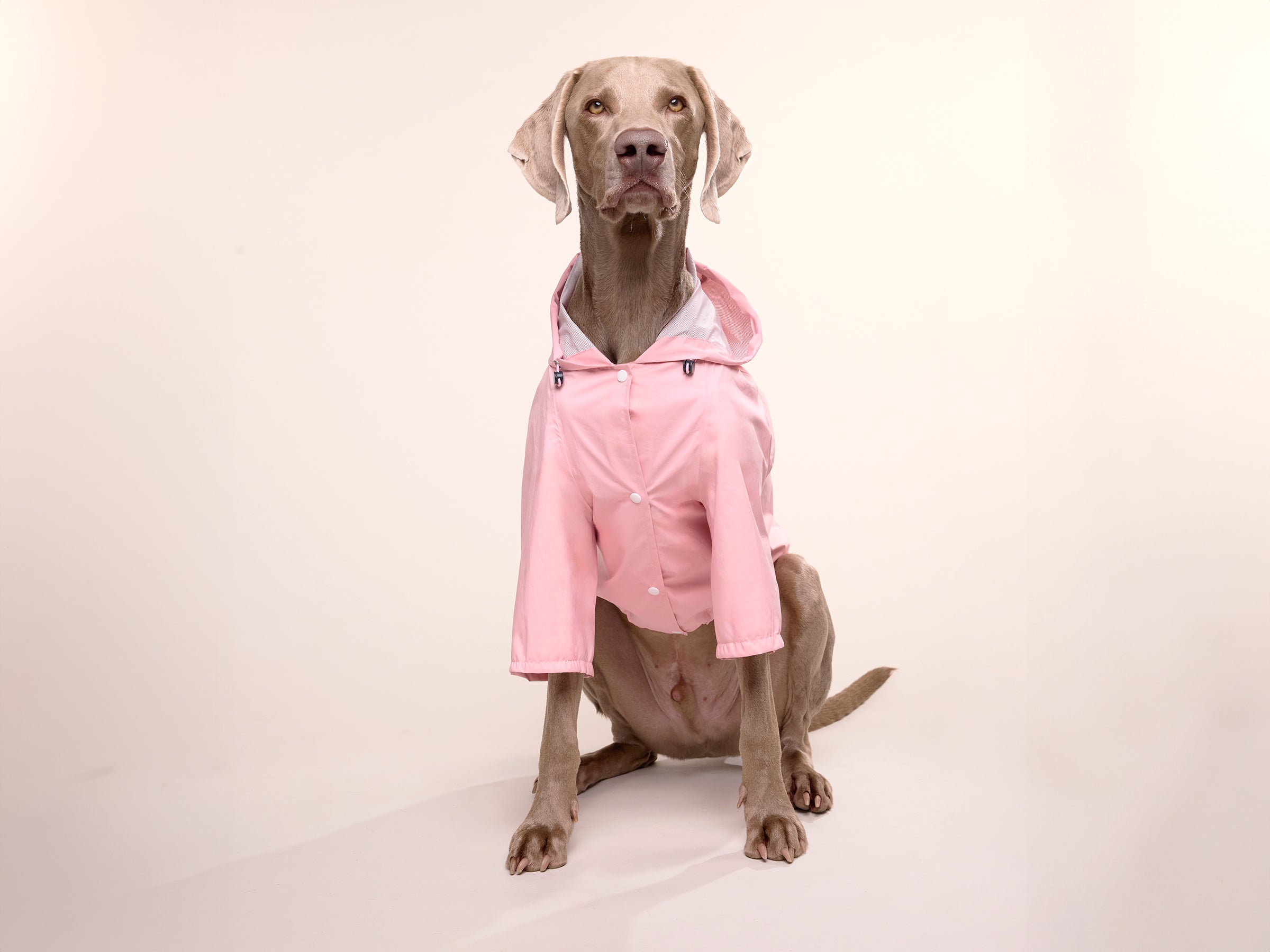 bandit-bubblegum-imperm-able-chien-rose-capuche-harnais image 8