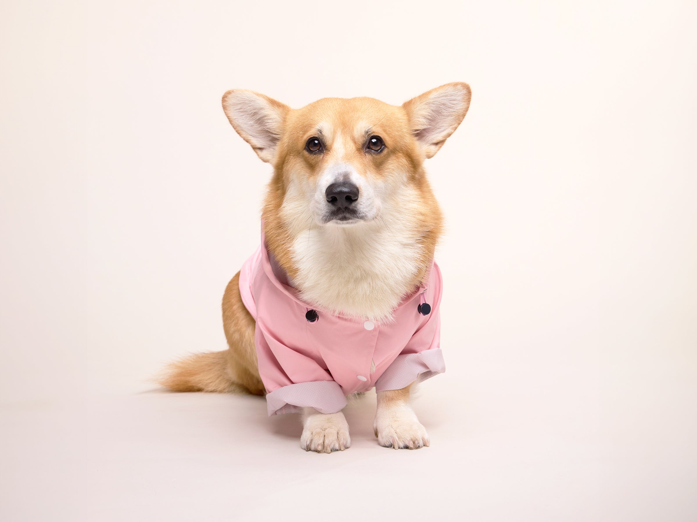bandit-bubblegum-imperm-able-chien-rose-capuche-harnais image 6