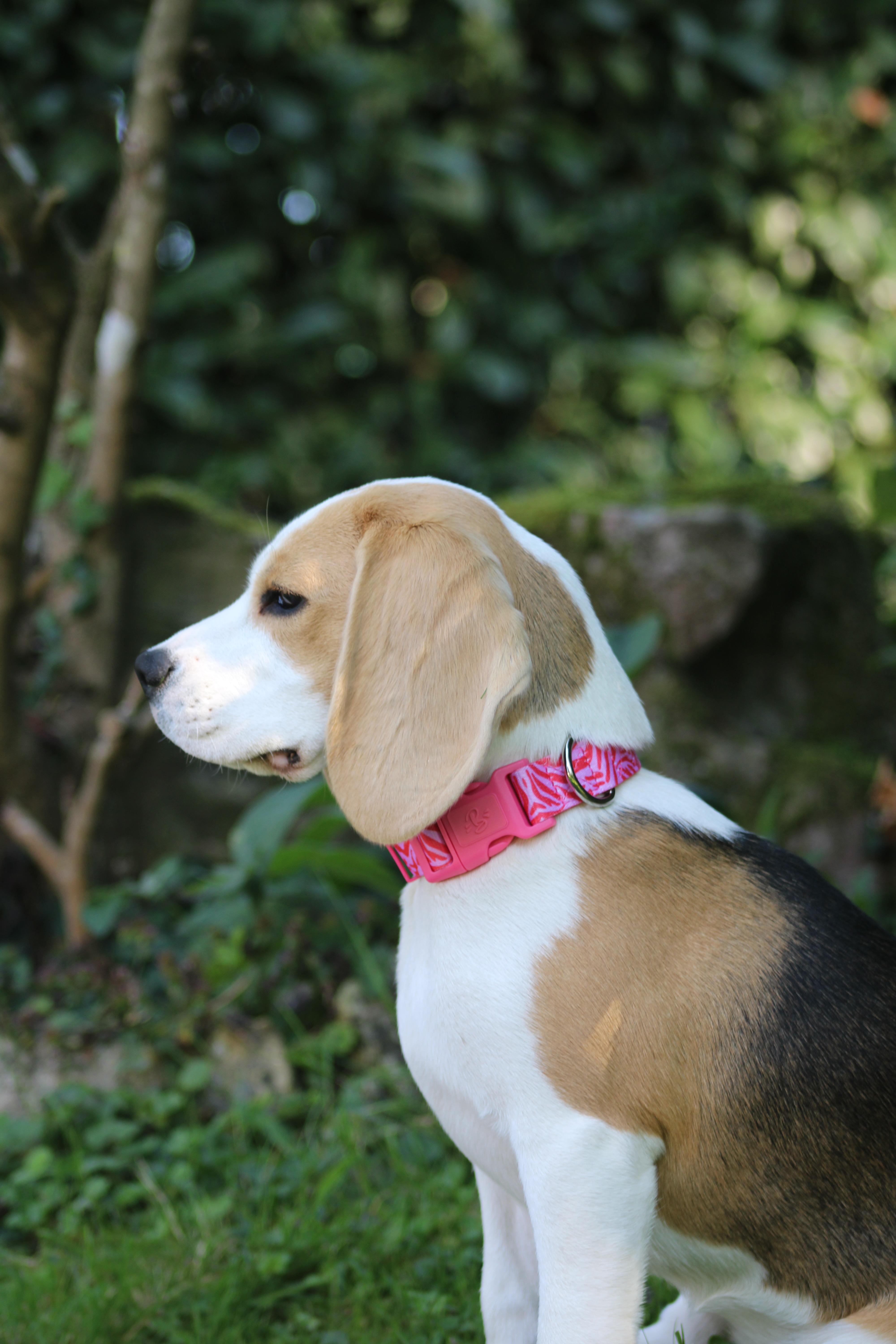 Joli rose