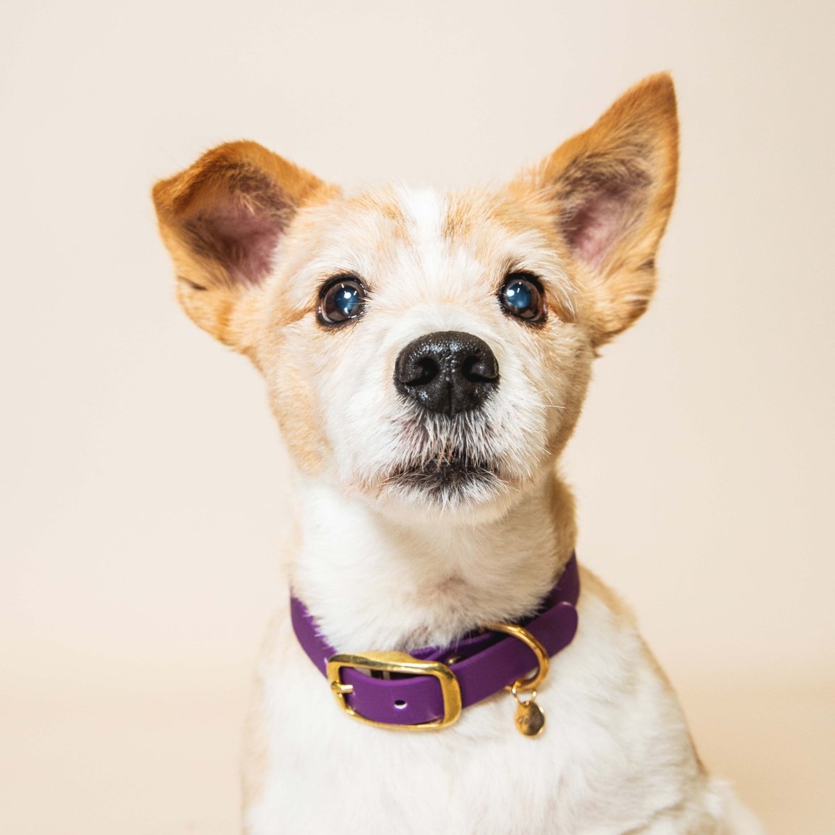 fid-le-paris-l-aventurier-collier-chien-violet-imperm-able image 2