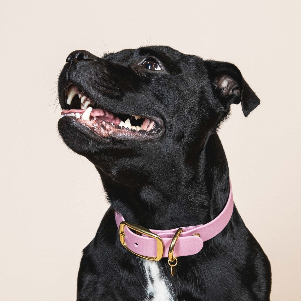 fid-le-paris-l-aventurier-collier-chien-lilas-taille-m image 2