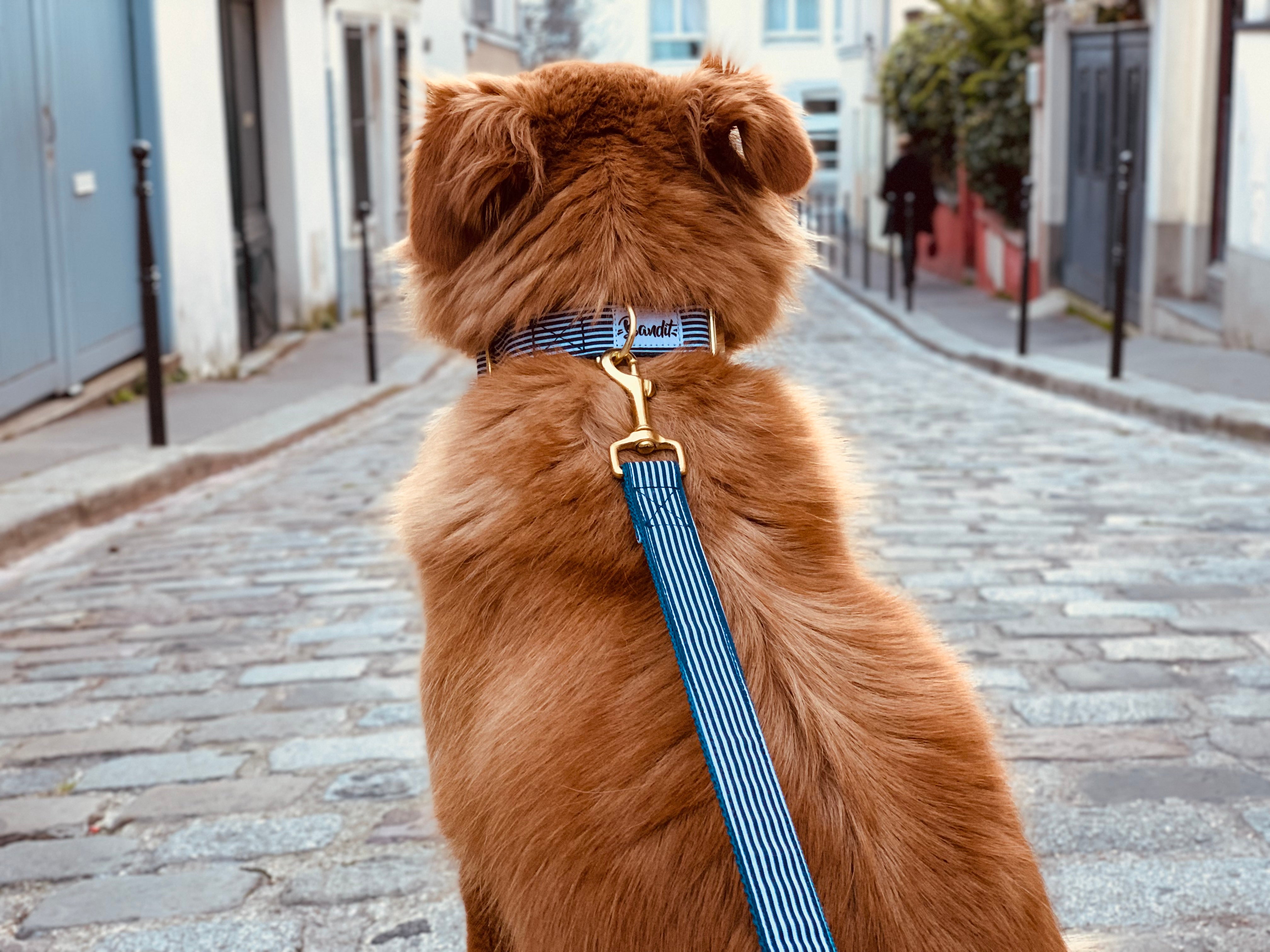 bandit-in-the-navy-collier-chien-marin-ray-petit-chien image 3