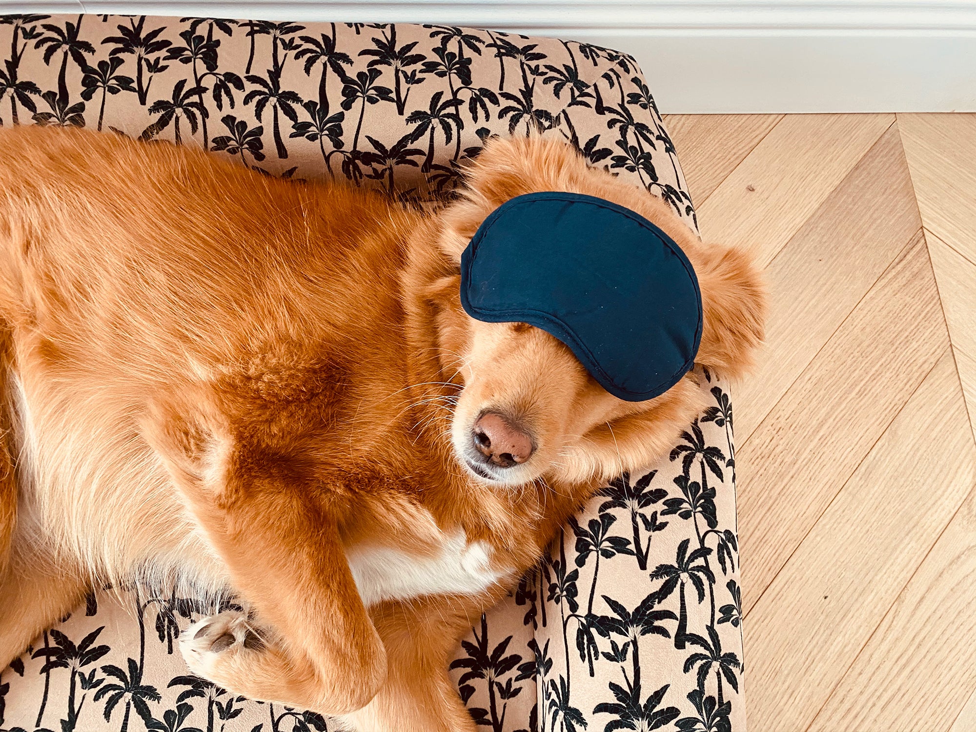 bandit-palm-beach-panier-chien-m-mousse-moelleuse image 2
