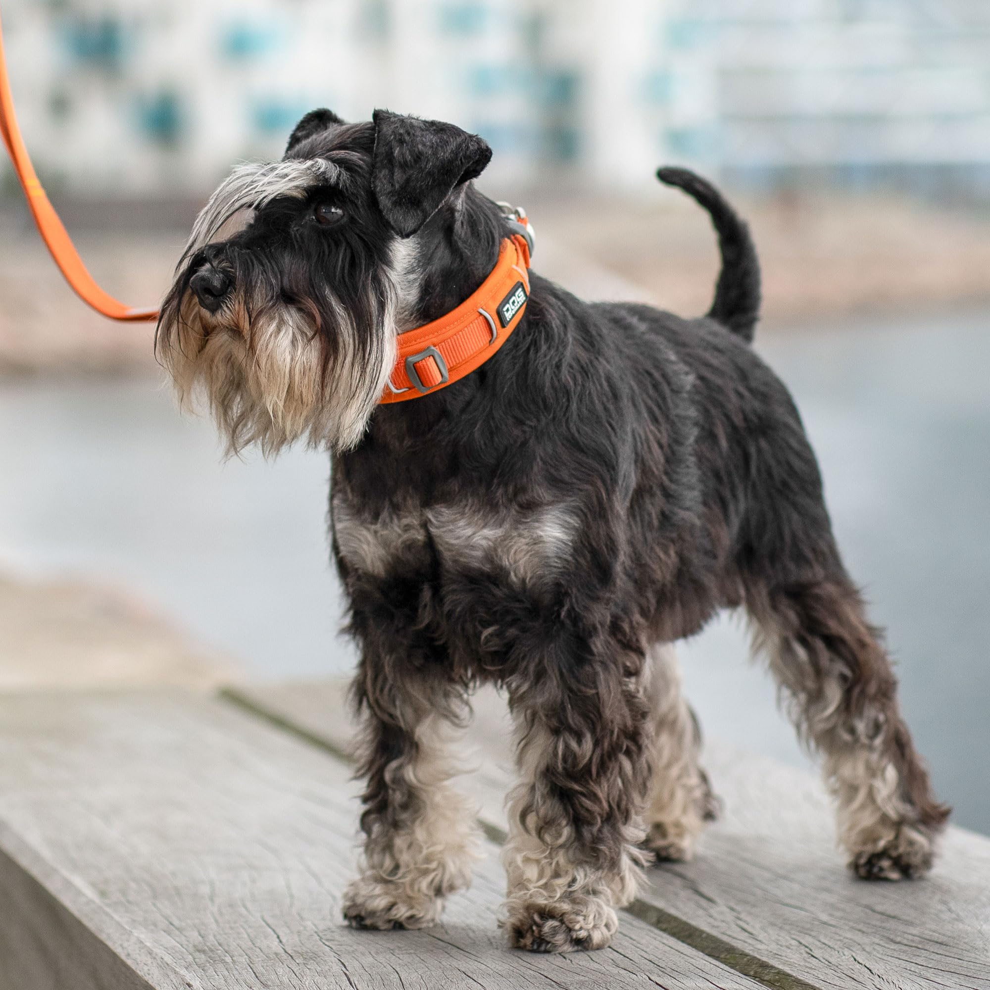 dog-copenhagen-urban-explorer-3-0-collier-chien-noir-xs-rembourr image 8