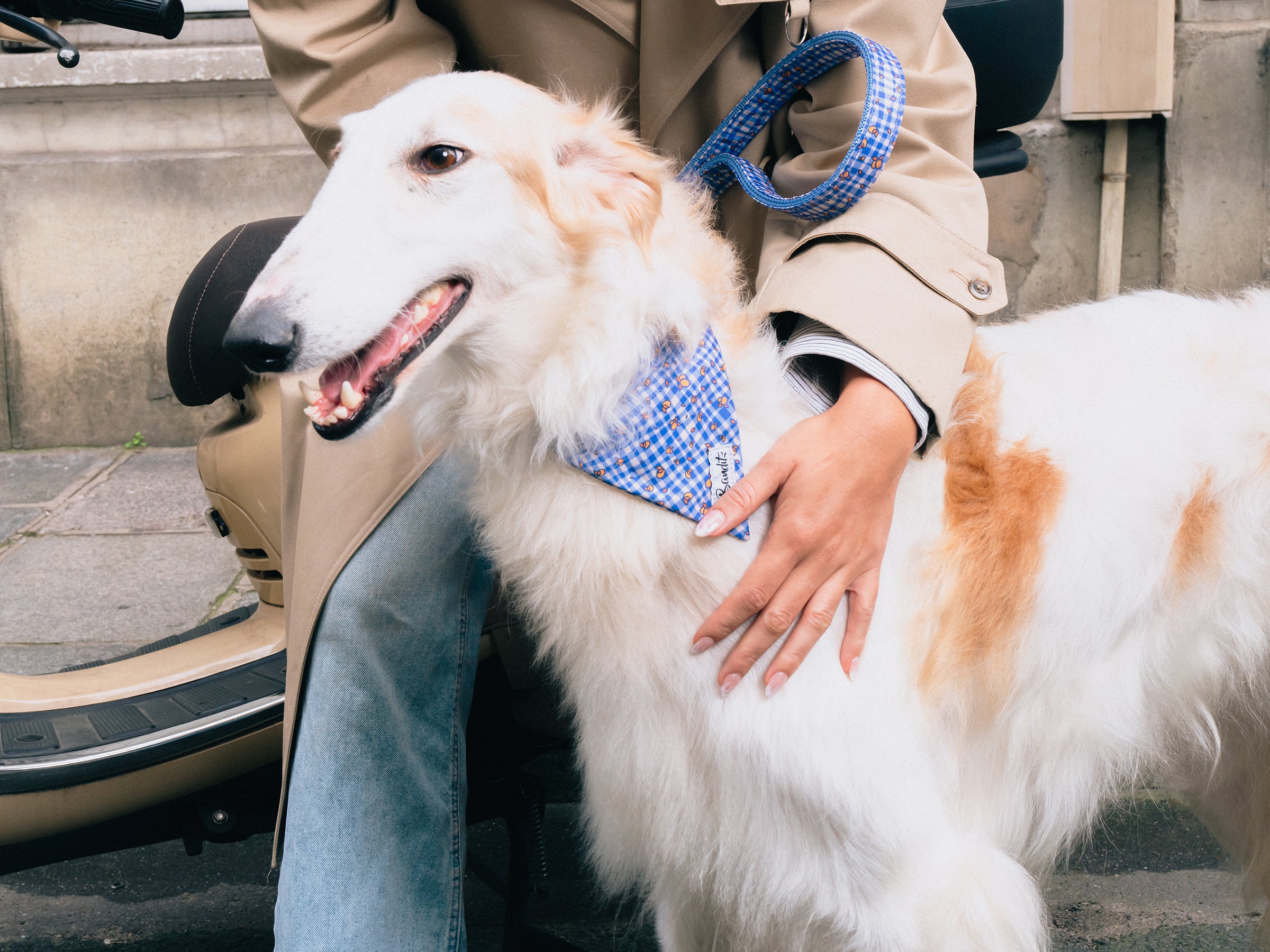 bandit-vichy-lemonade-bandana-chien-bleu-citrons image 6