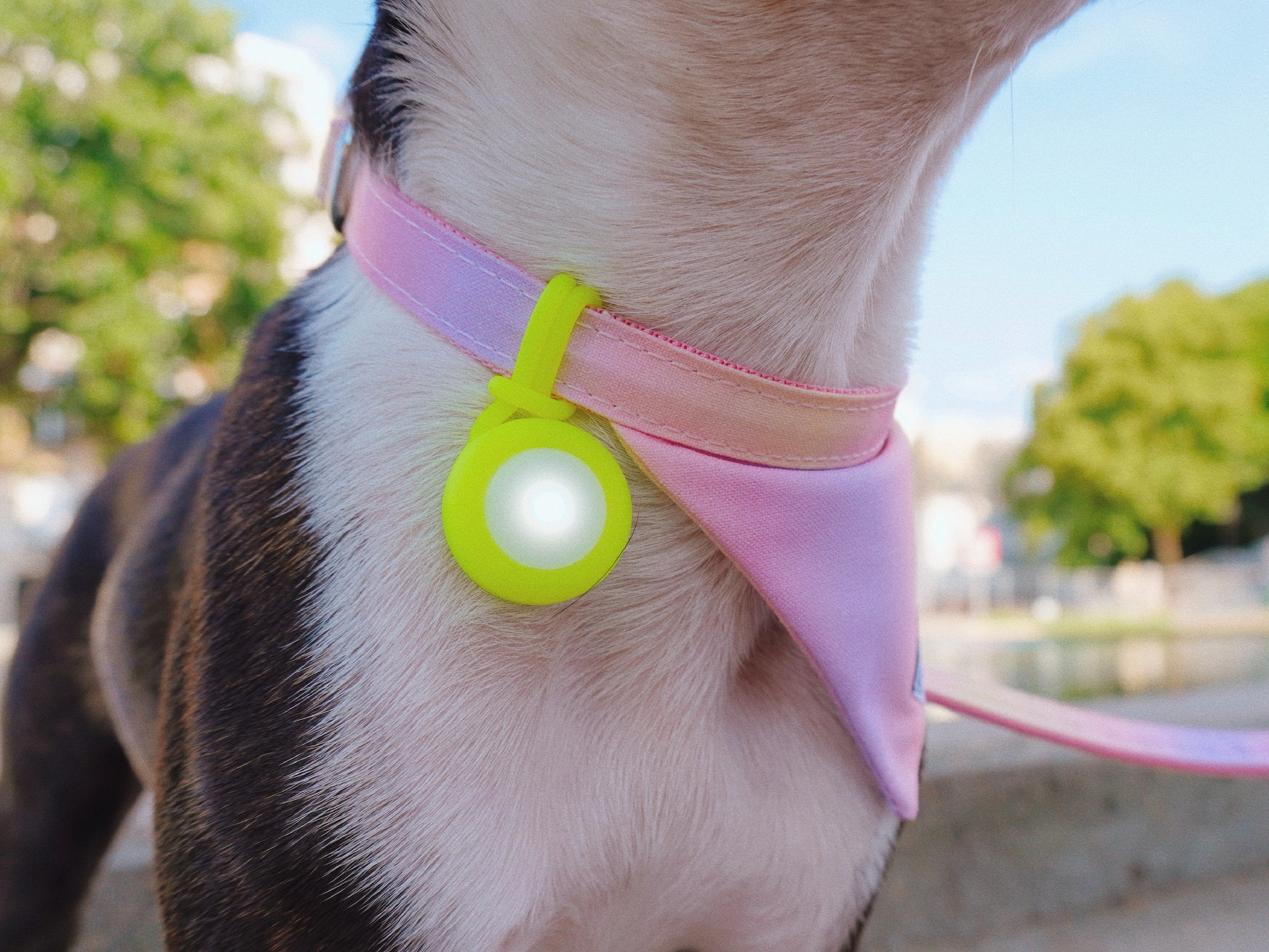 bandit-pendentif-lumineux-chien-et-chat-rose-balade-nuit image 8