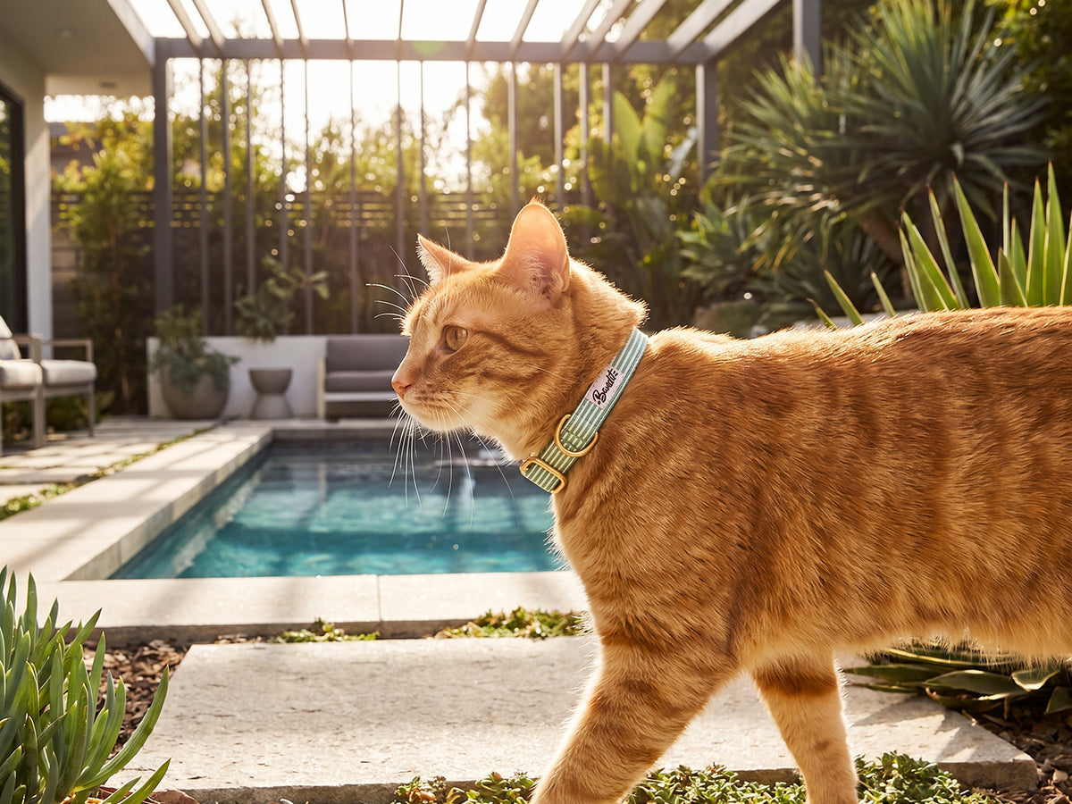 bandit-collier-chat-ray-vert-blanc-anti-tranglement image 2