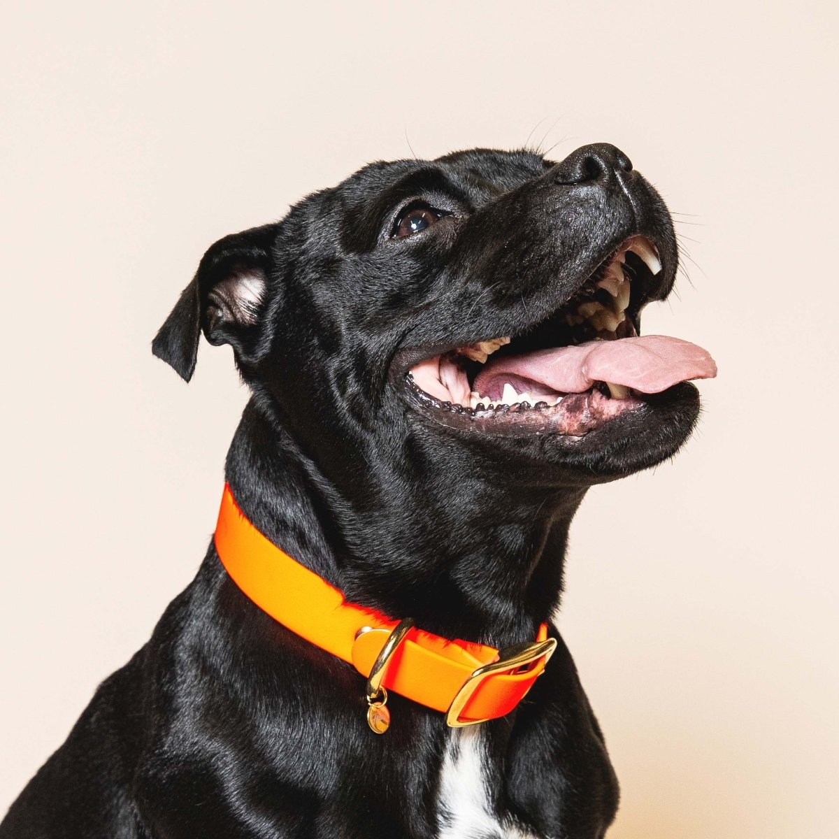 fid-le-paris-l-aventurier-collier-chien-orange-fluo-imperm-able image 2