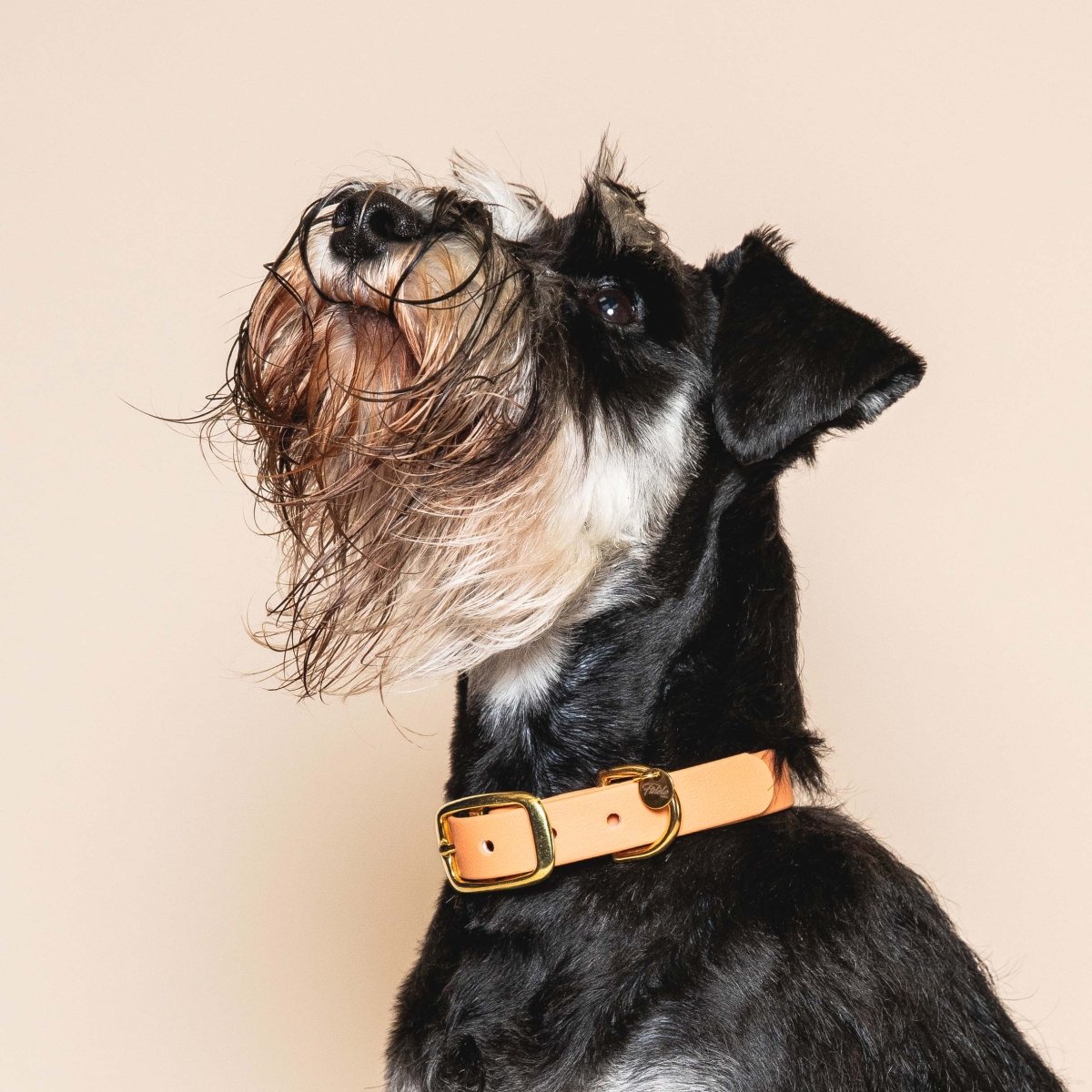 fid-le-paris-l-aventurier-collier-chien-abricot-imperm-able image 2