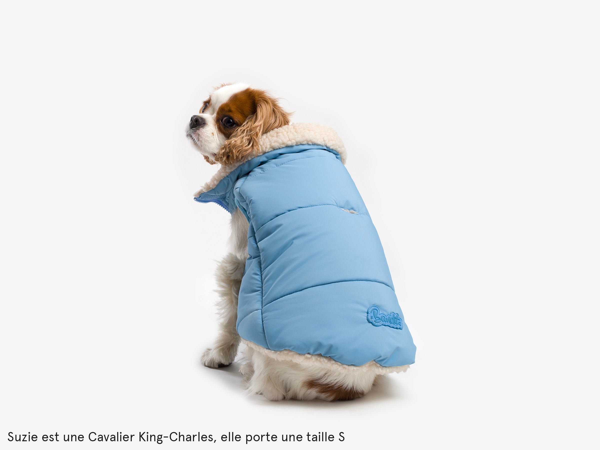 bandit-doudoune-manteau-chien-bleu-everest-s-grand-froid image 7