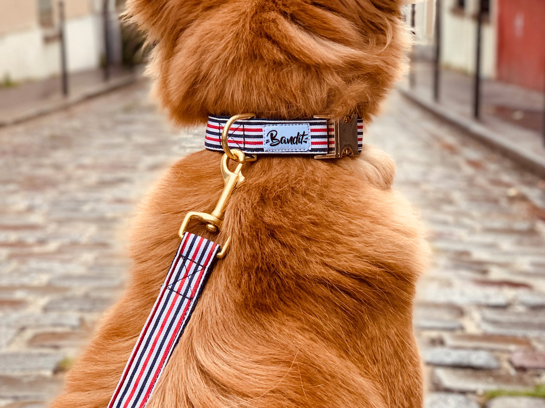 bandit-french-banban-collier-chien-bleu-blanc-rouge-petit-chien image 2