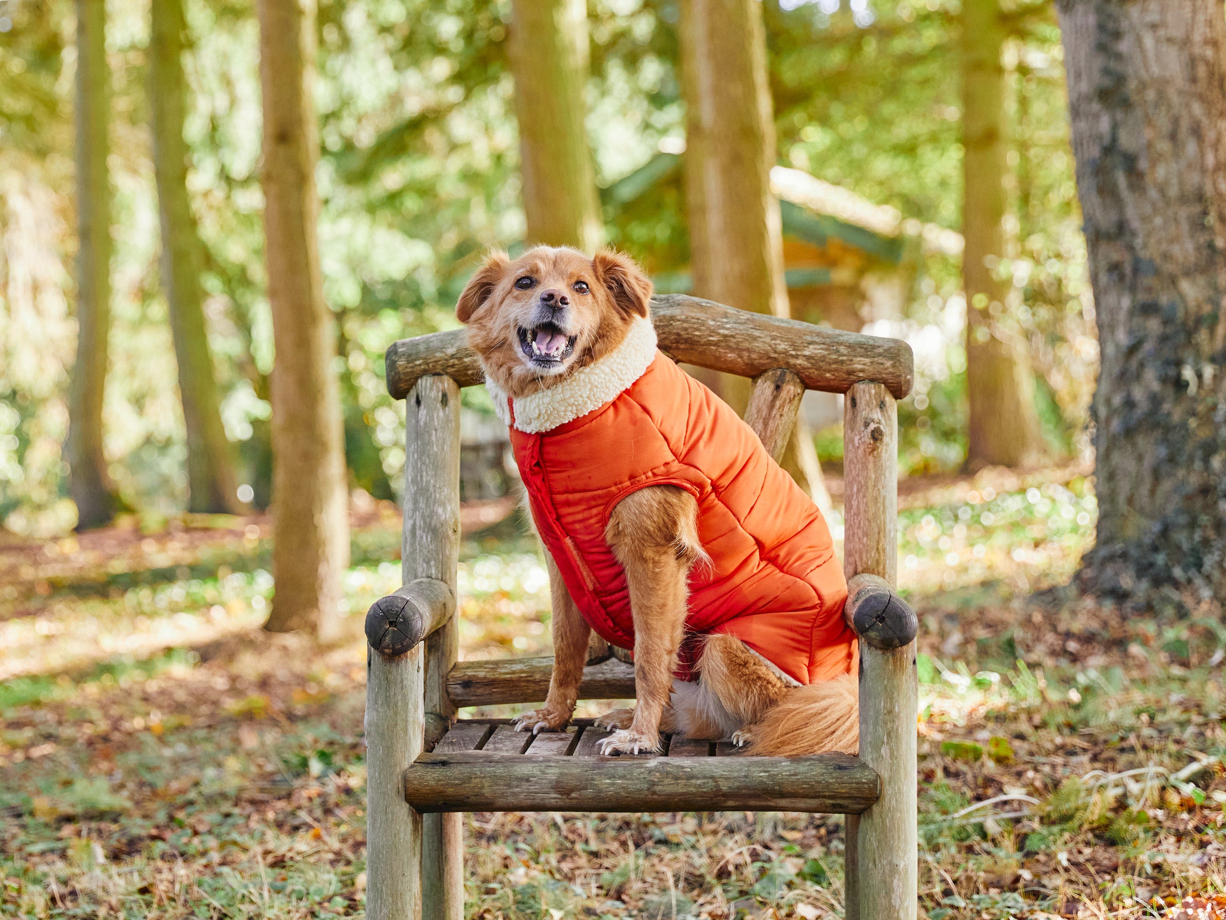 bandit-doudoune-manteau-chien-bleu-everest-s-grand-froid image 6