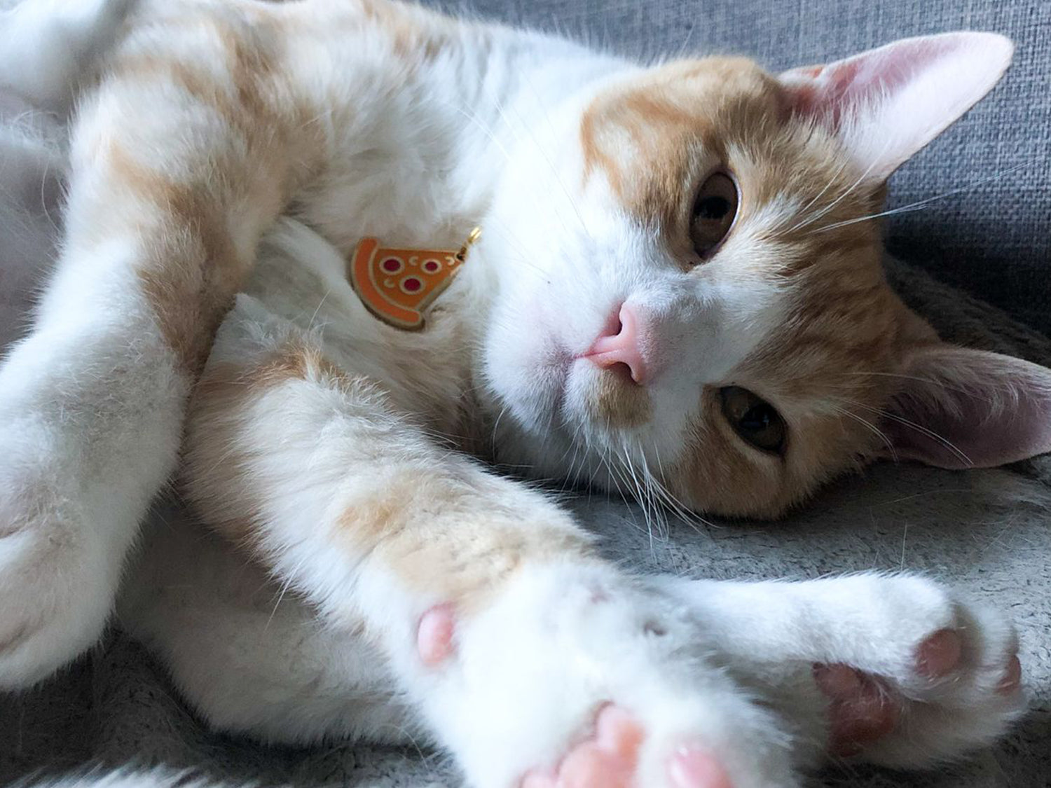 bandit-pizza-m-daille-chat-petite-2-cm image 2