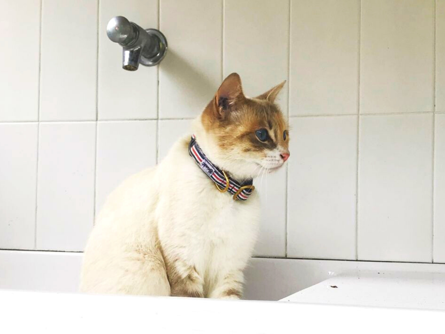 bandit-collier-chat-bleu-blanc-rouge-anti-tranglement image 3
