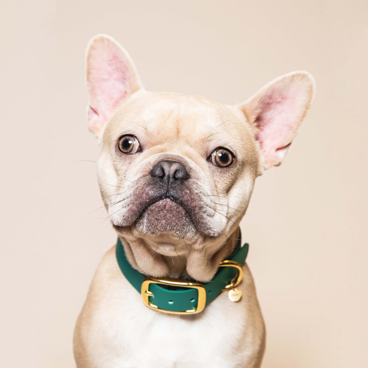 fid-le-paris-l-aventurier-collier-chien-vert-parisien-tpu image 2