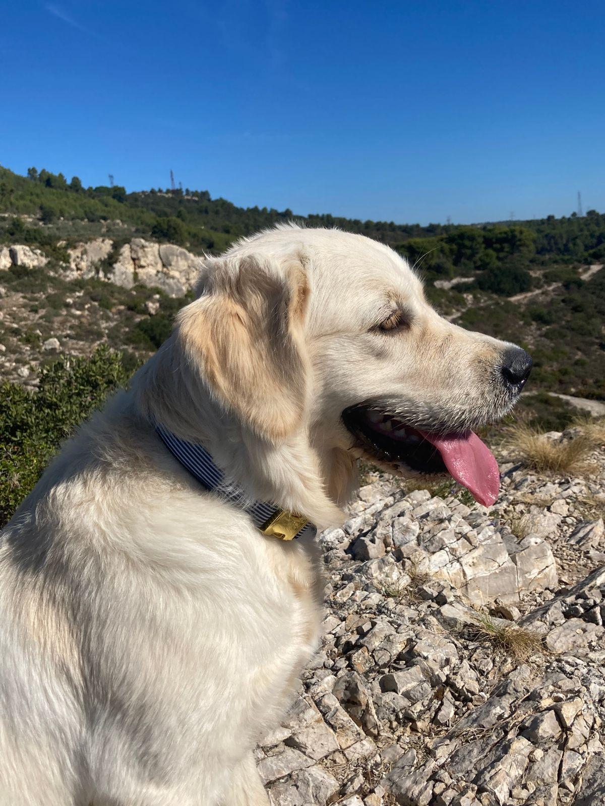 Parfait petit chien