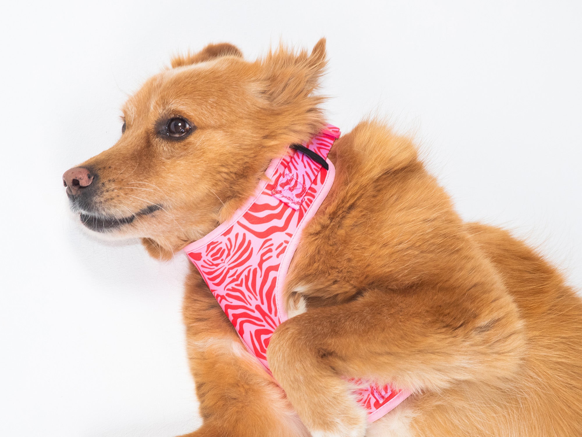 bandit-pink-zebra-harnais-chien-z-bre-rose-chien-moyen image 2