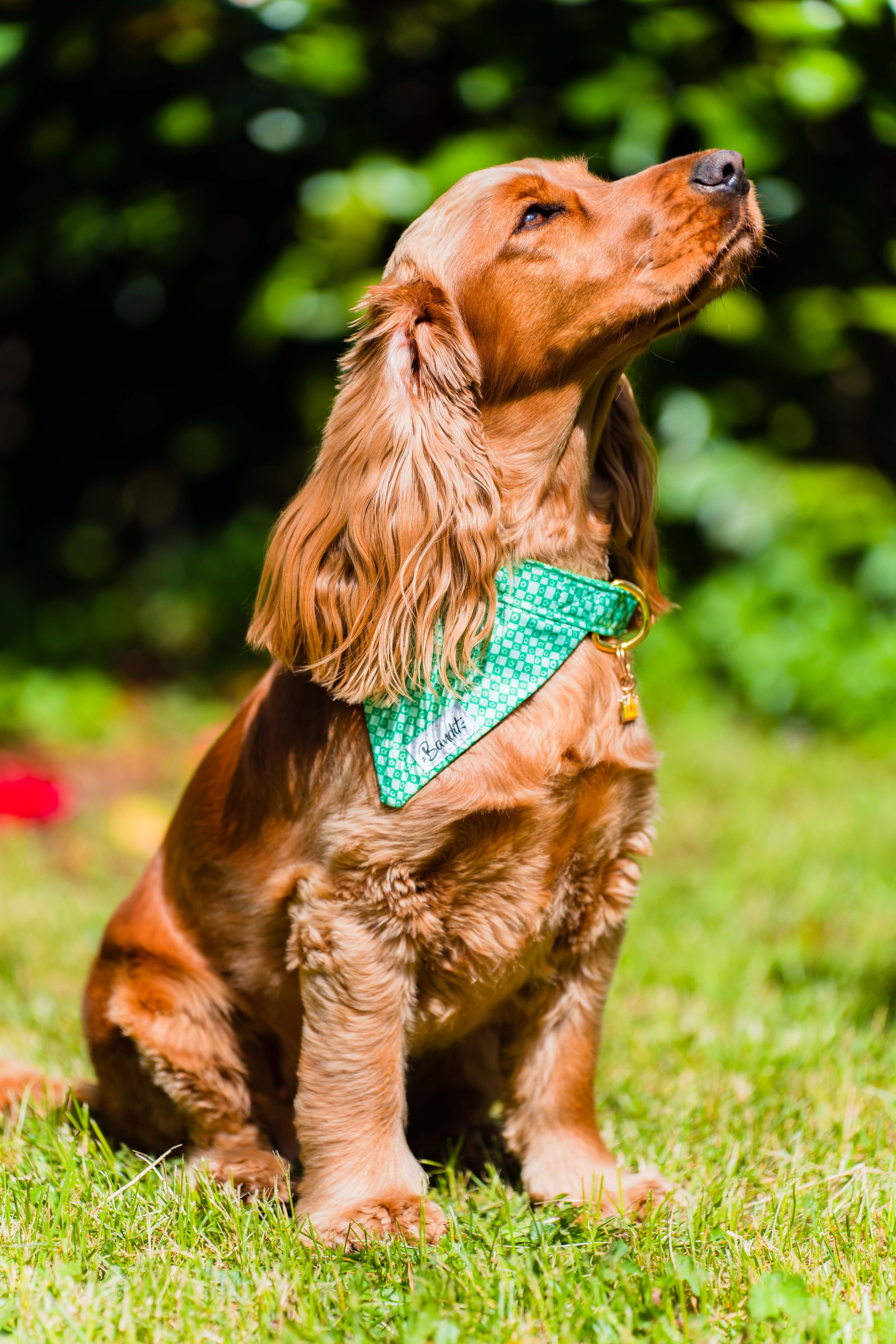 Taille petit chien