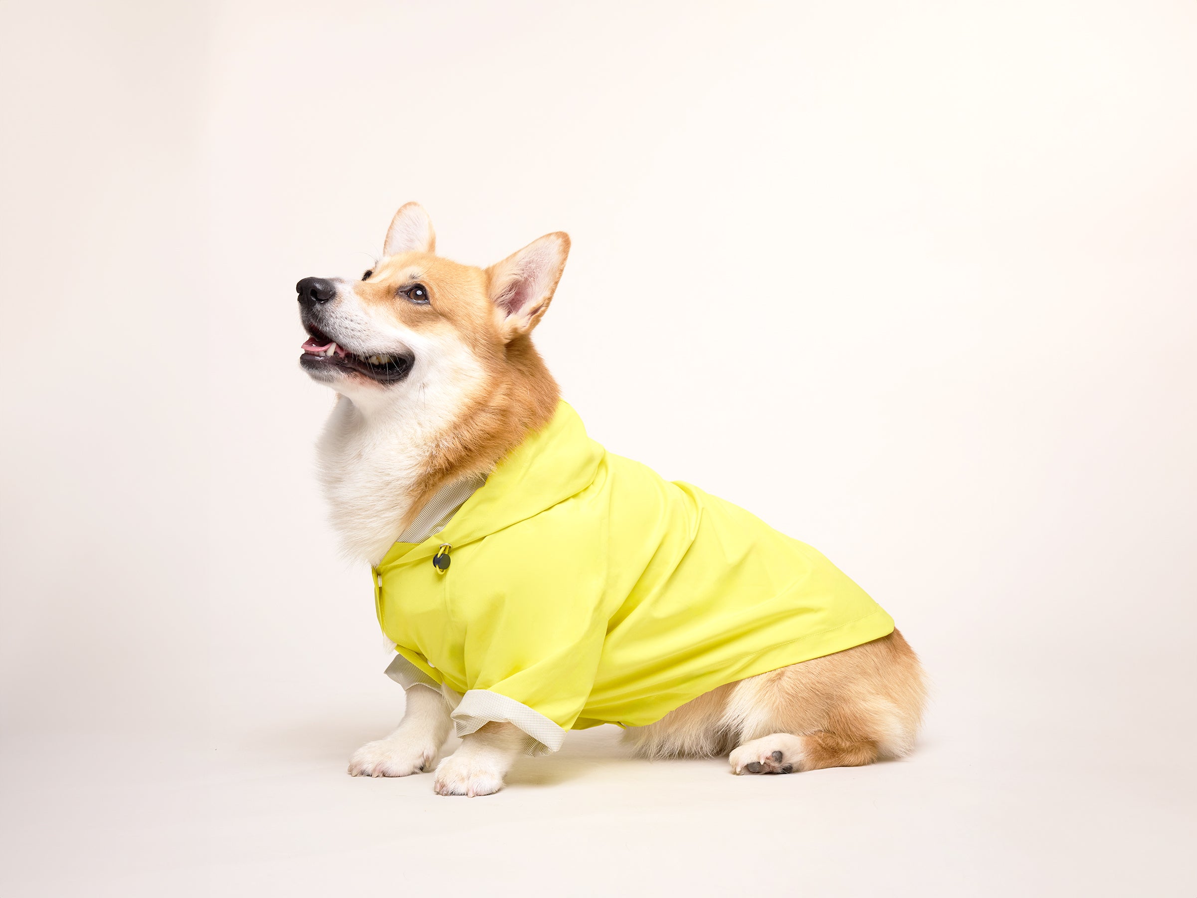bandit-banana-split-imperm-able-chien-jaune-taille-m image 8