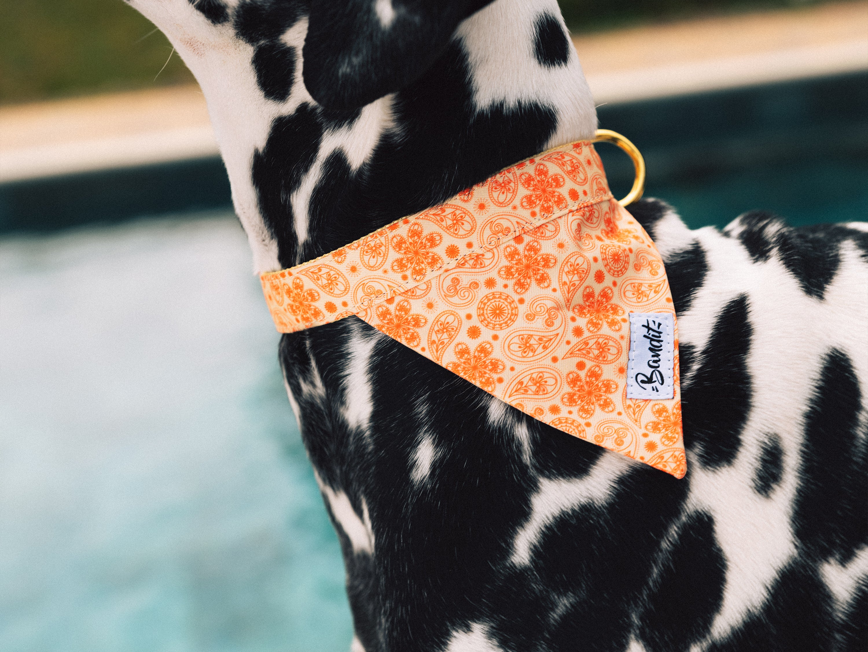 bandit-bandana-chien-paisley-jaune-golden-vibe-coton-l-ger image 2