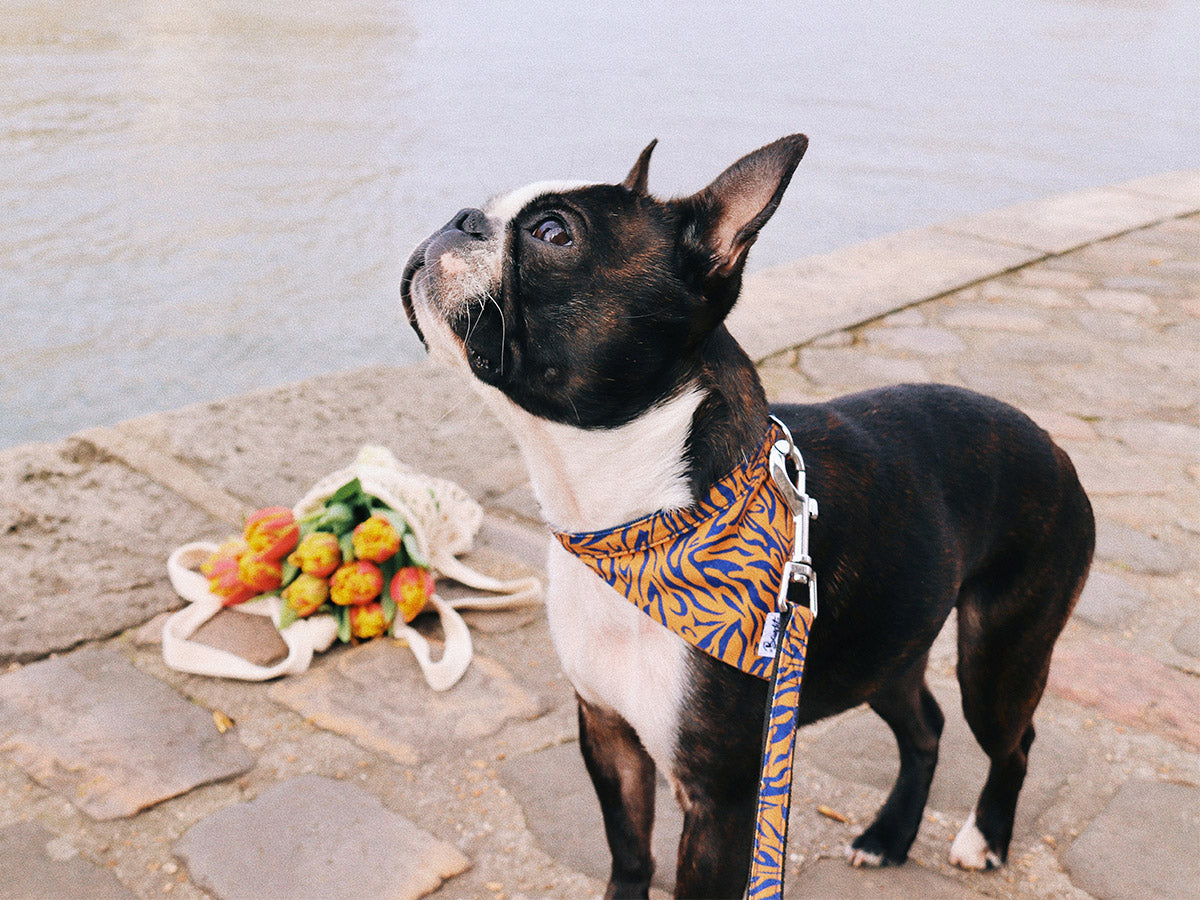 bandit-bandanas-pour-chien-tigr-orange-bleu-bandana-petit-chien image 3