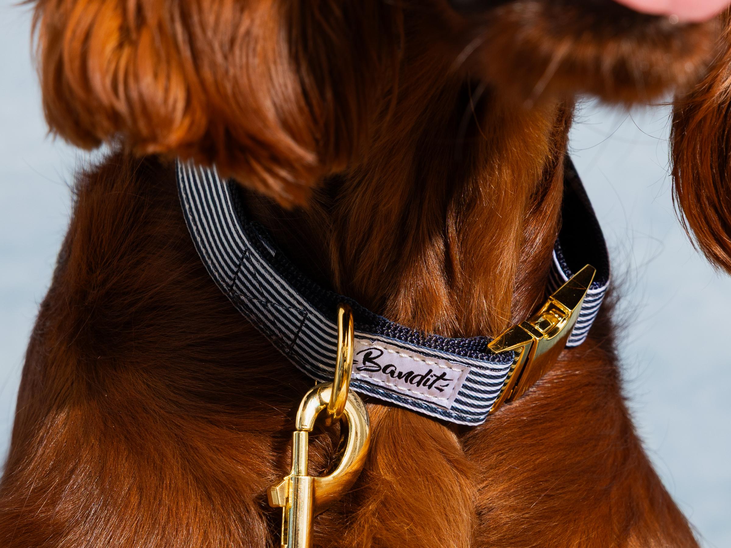 bandit-in-the-navy-collier-chien-marin-ray-petit-chien image 4