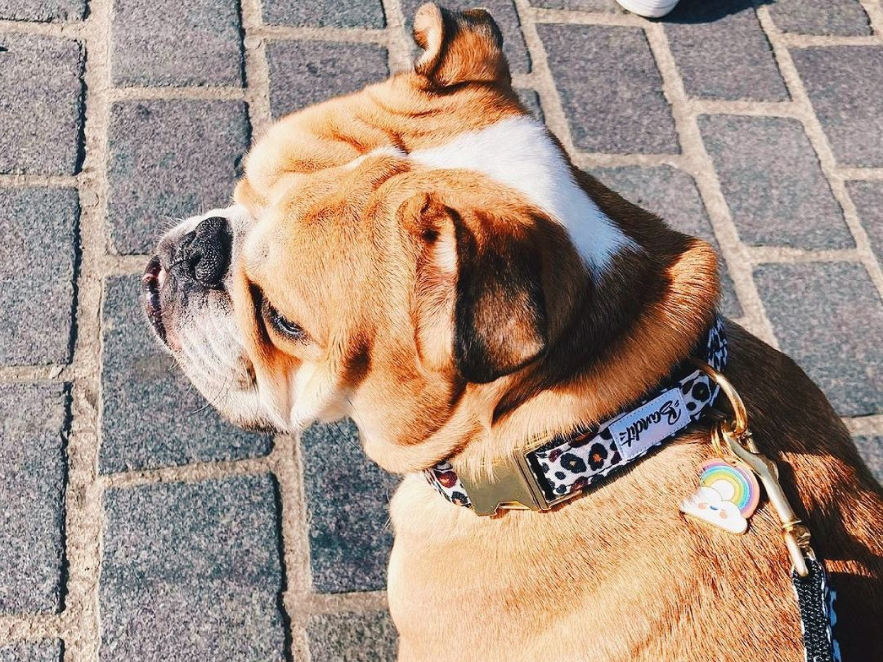 bandit-m-dailles-arc-en-ciel-m-daille-chien-color-e image 4