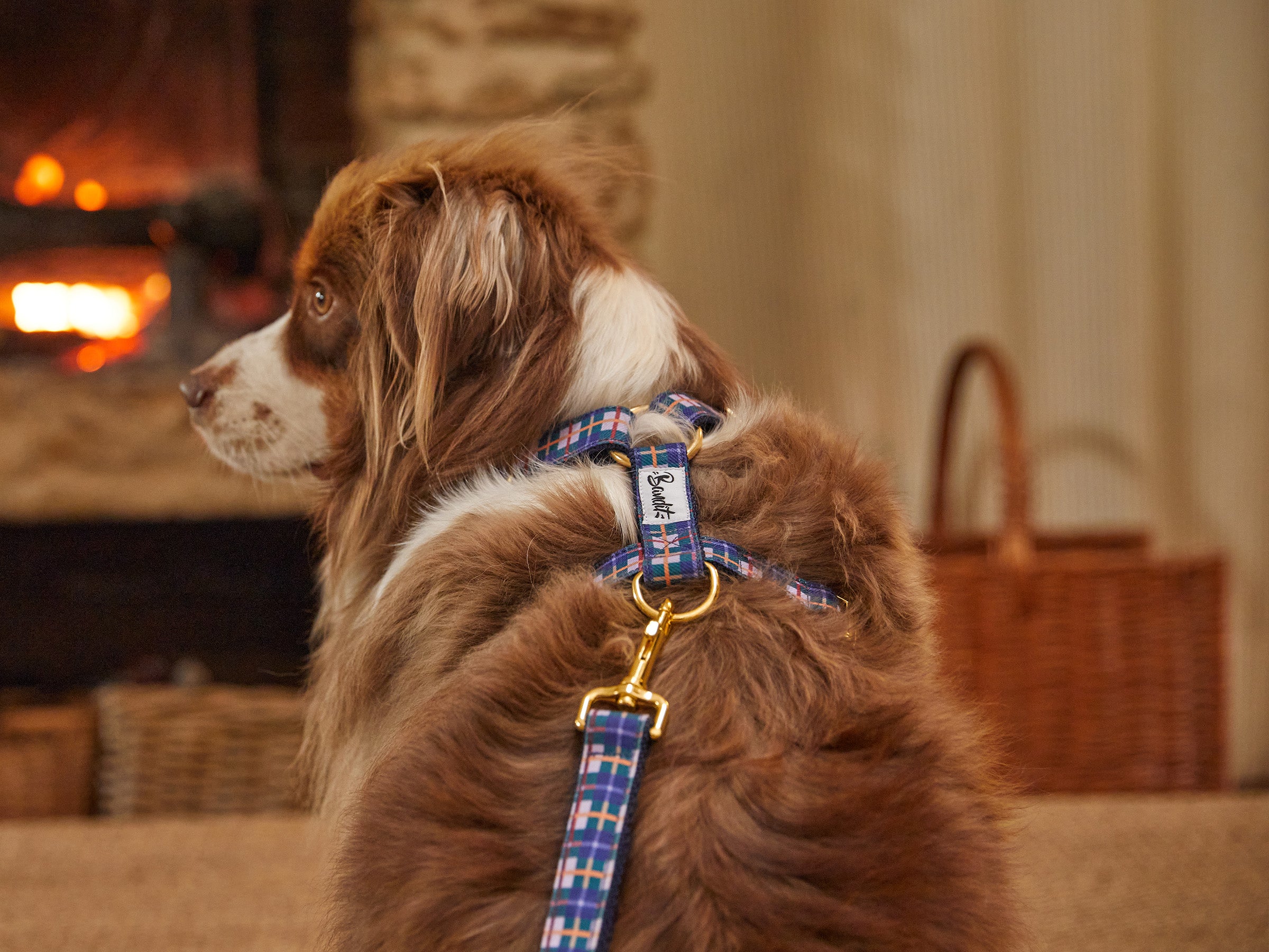 bandit-harnais-chien-grand-froid-tartan-lilas-chien-moyen image 3