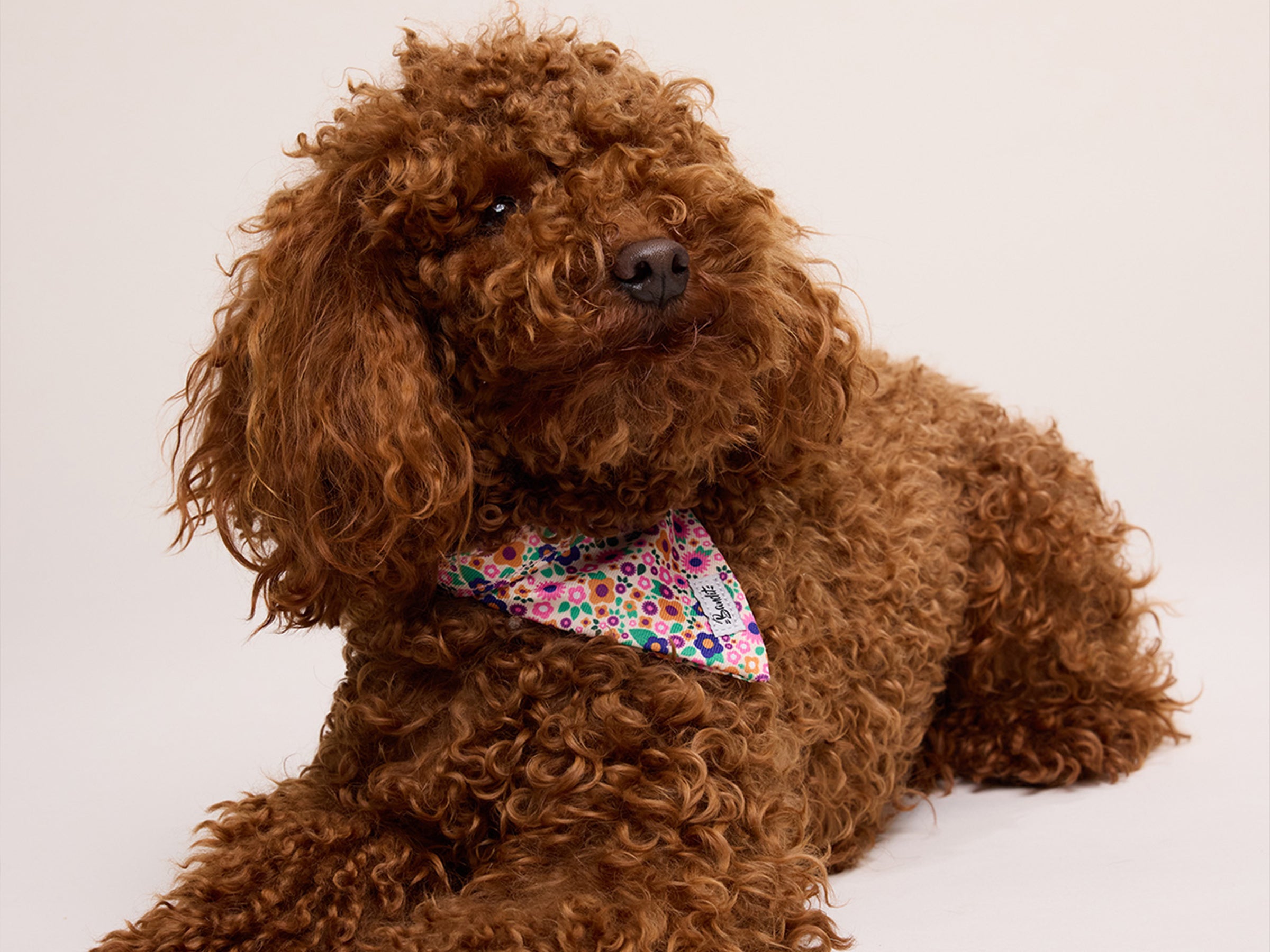 bandit-bandana-chien-pink-blossom-rose-fleuri-petit-chien image 4