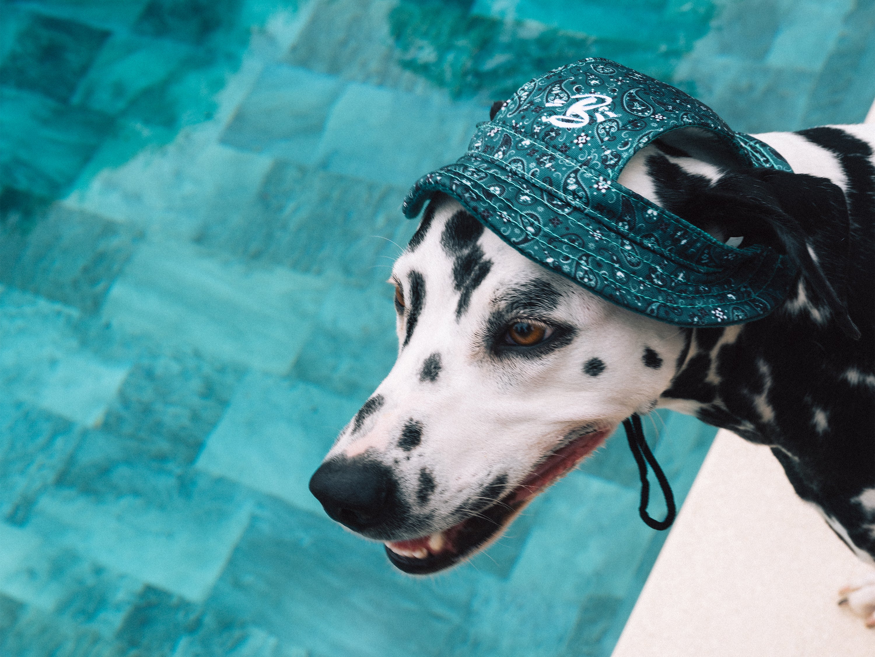 bandit-bob-chien-chapeau-taille-m-paisley-vert image 4