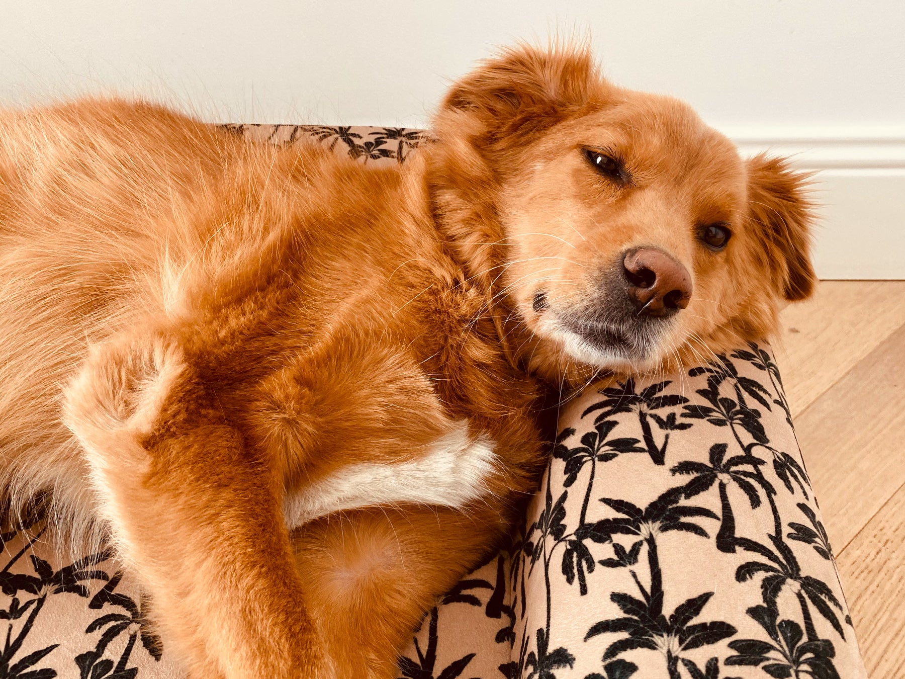 bandit-paniers-housse-de-panier-chien-velours image 4